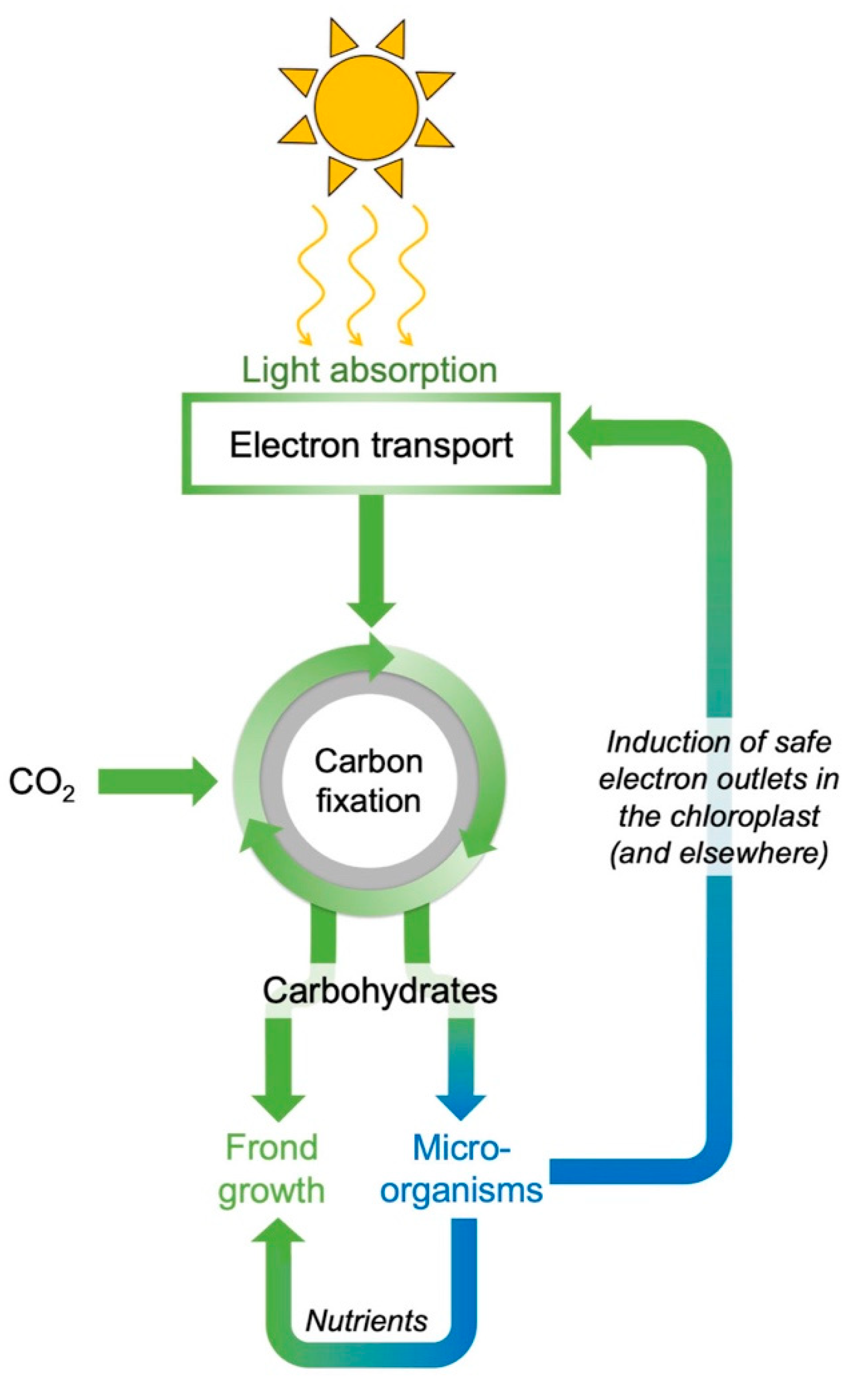 Plants 11 00145 g010