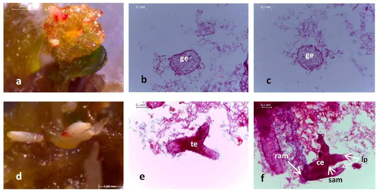 Plants 11 00150 g002