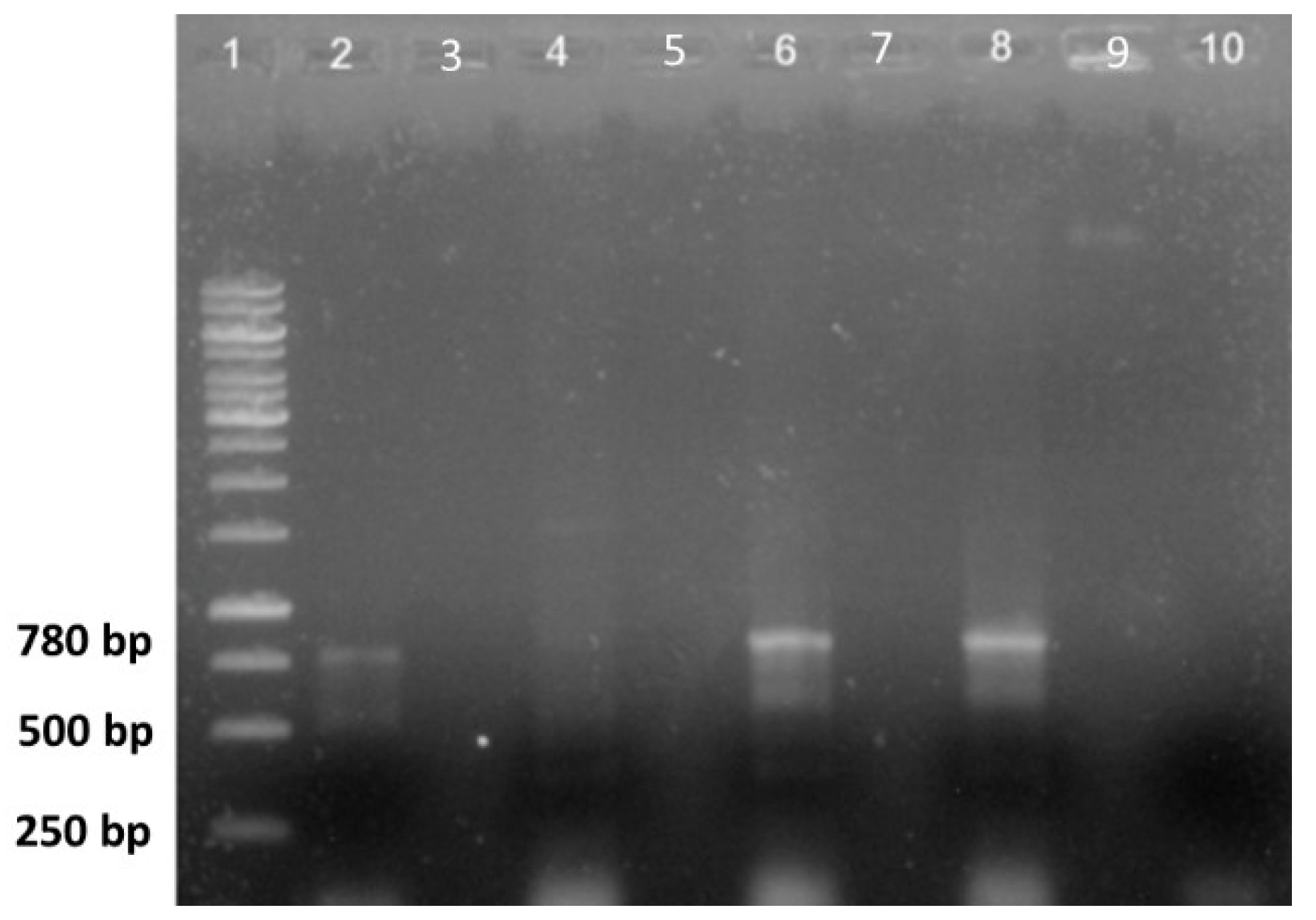 Plants 11 00150 g004