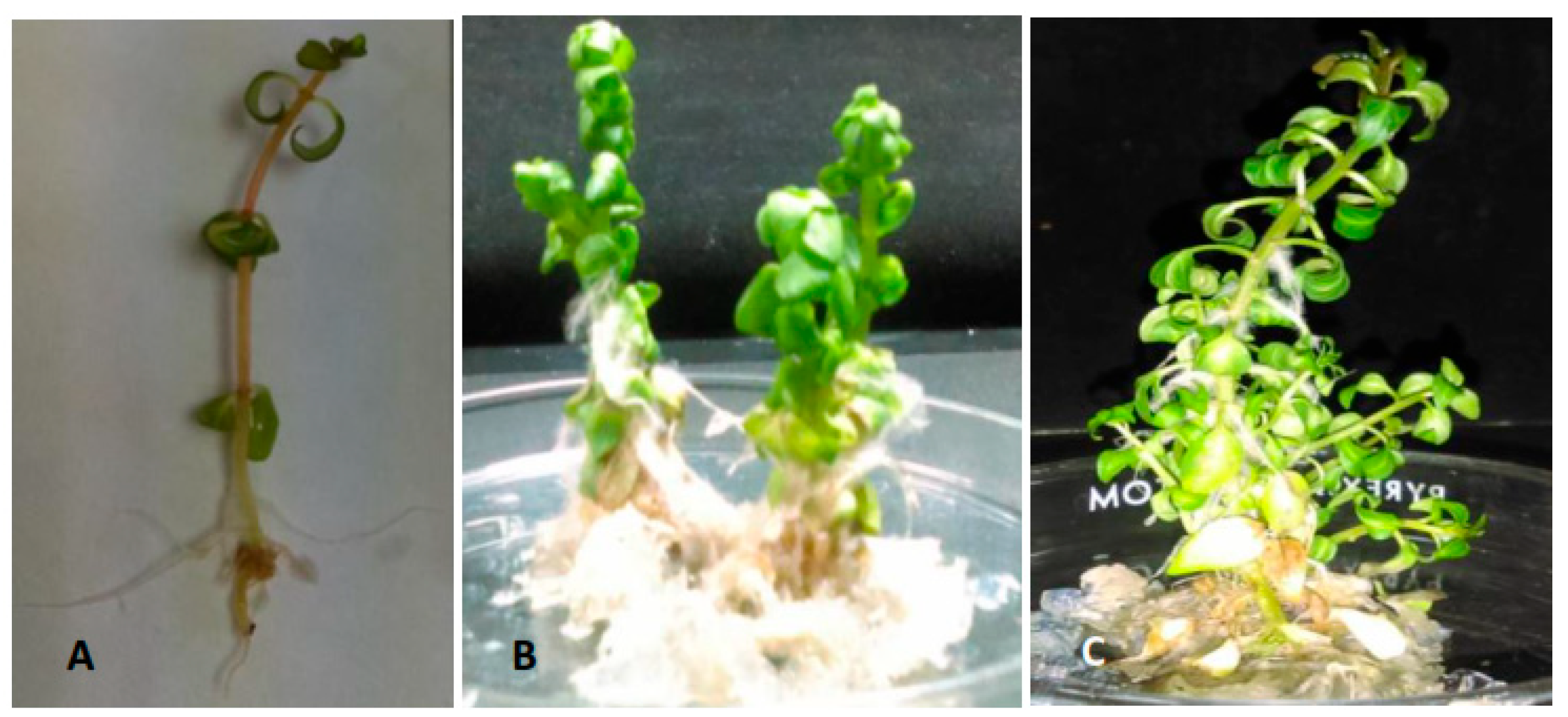 Plants 11 00150 g005