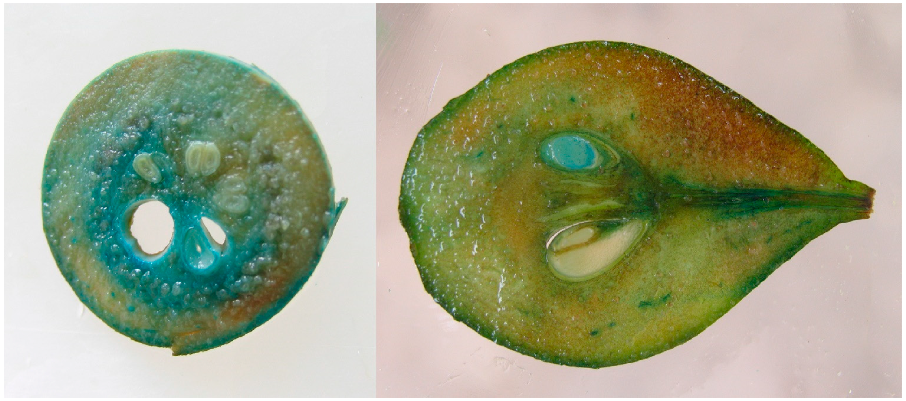 Plants 11 00151 g001