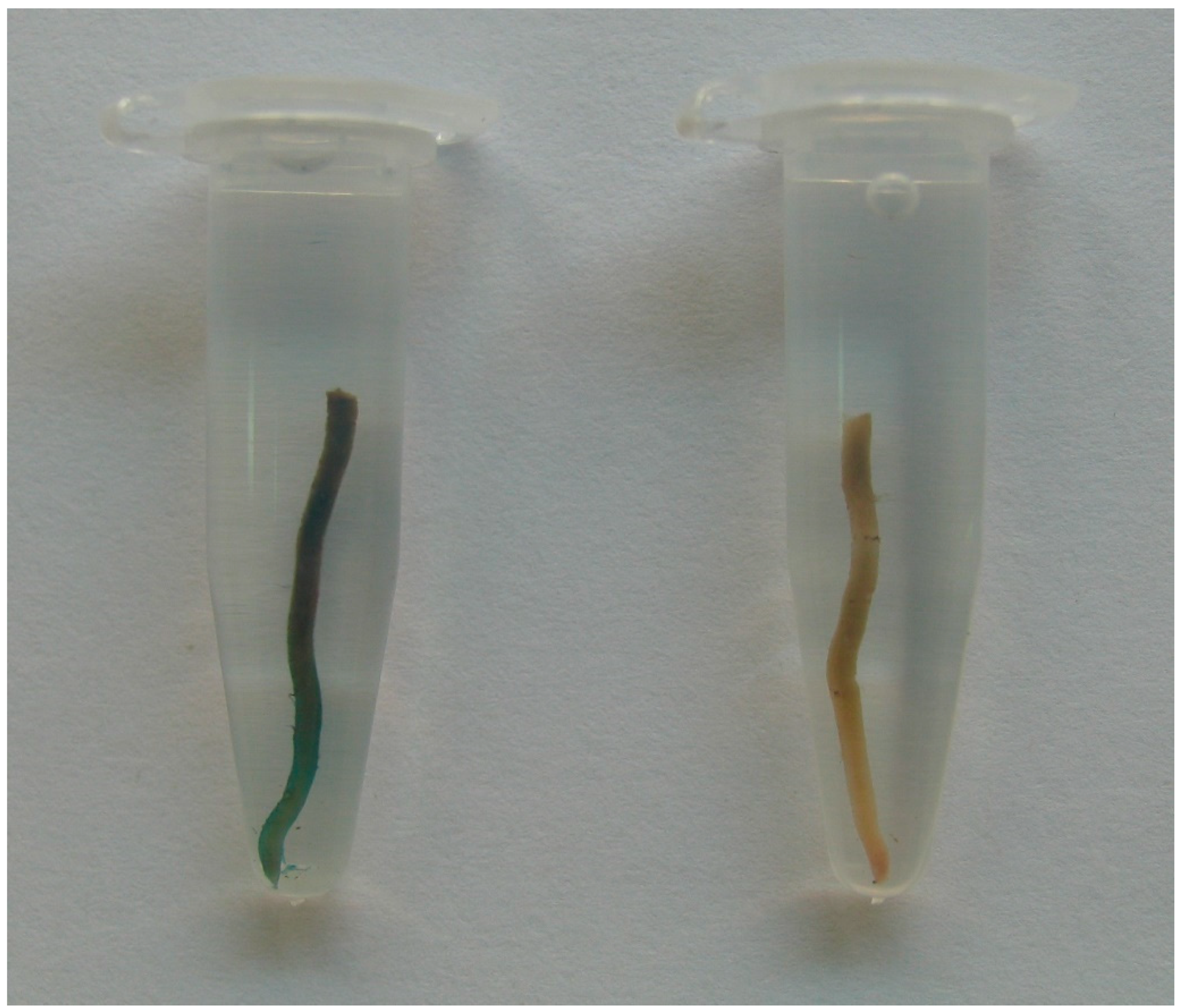 Plants 11 00151 g003