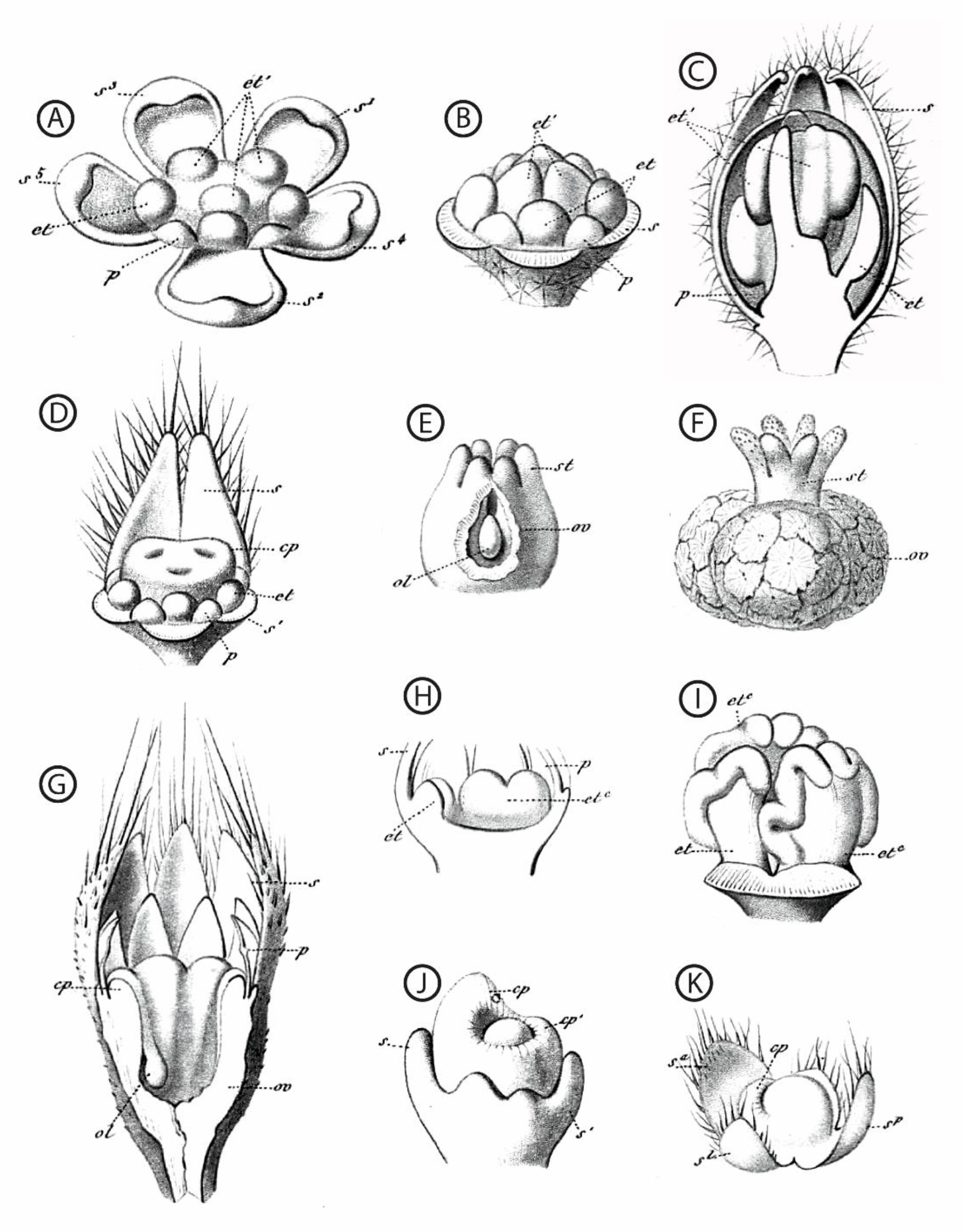 Plants 11 00155 g002