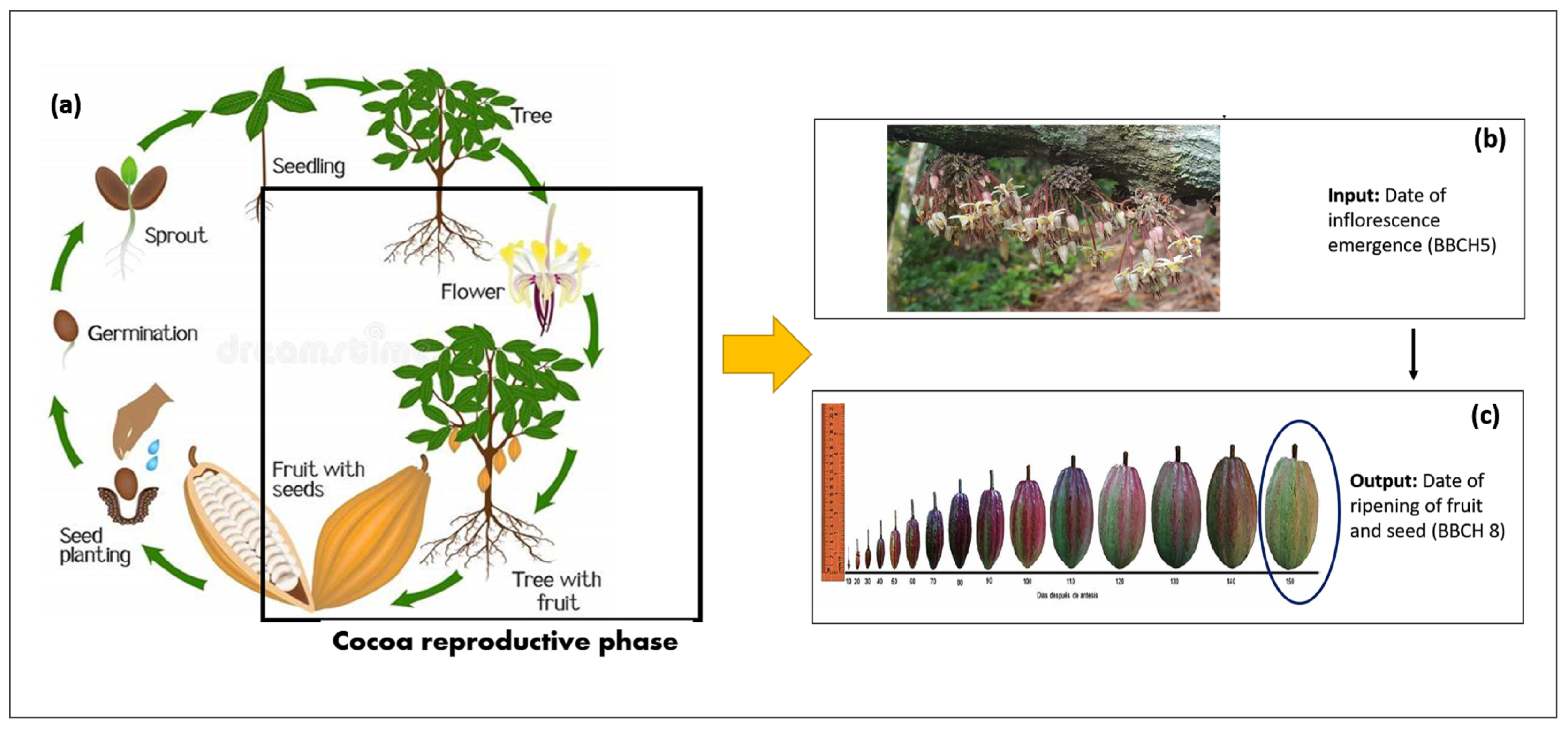 Plants 11 00157 g001