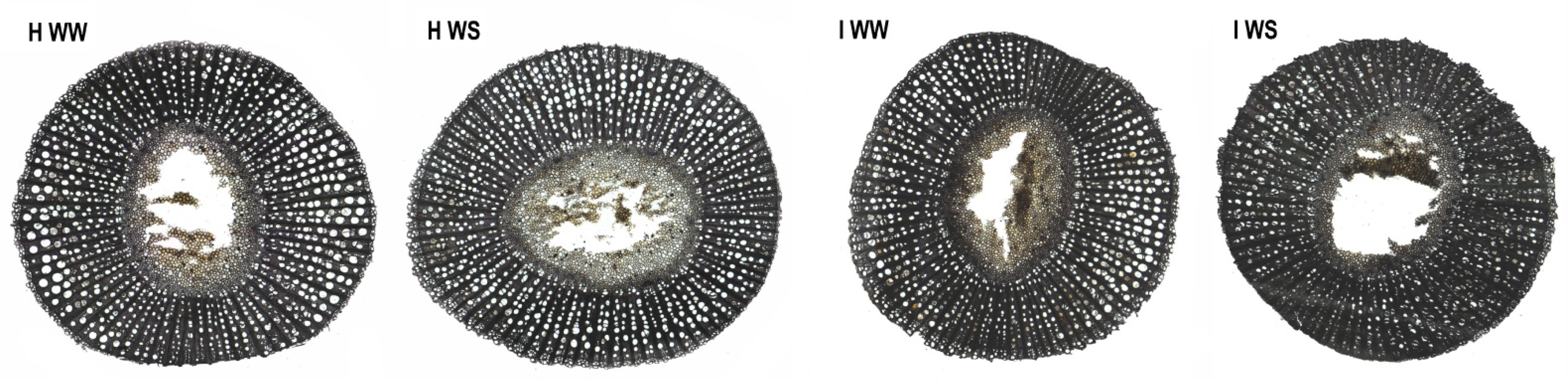 Plants 11 00161 g002