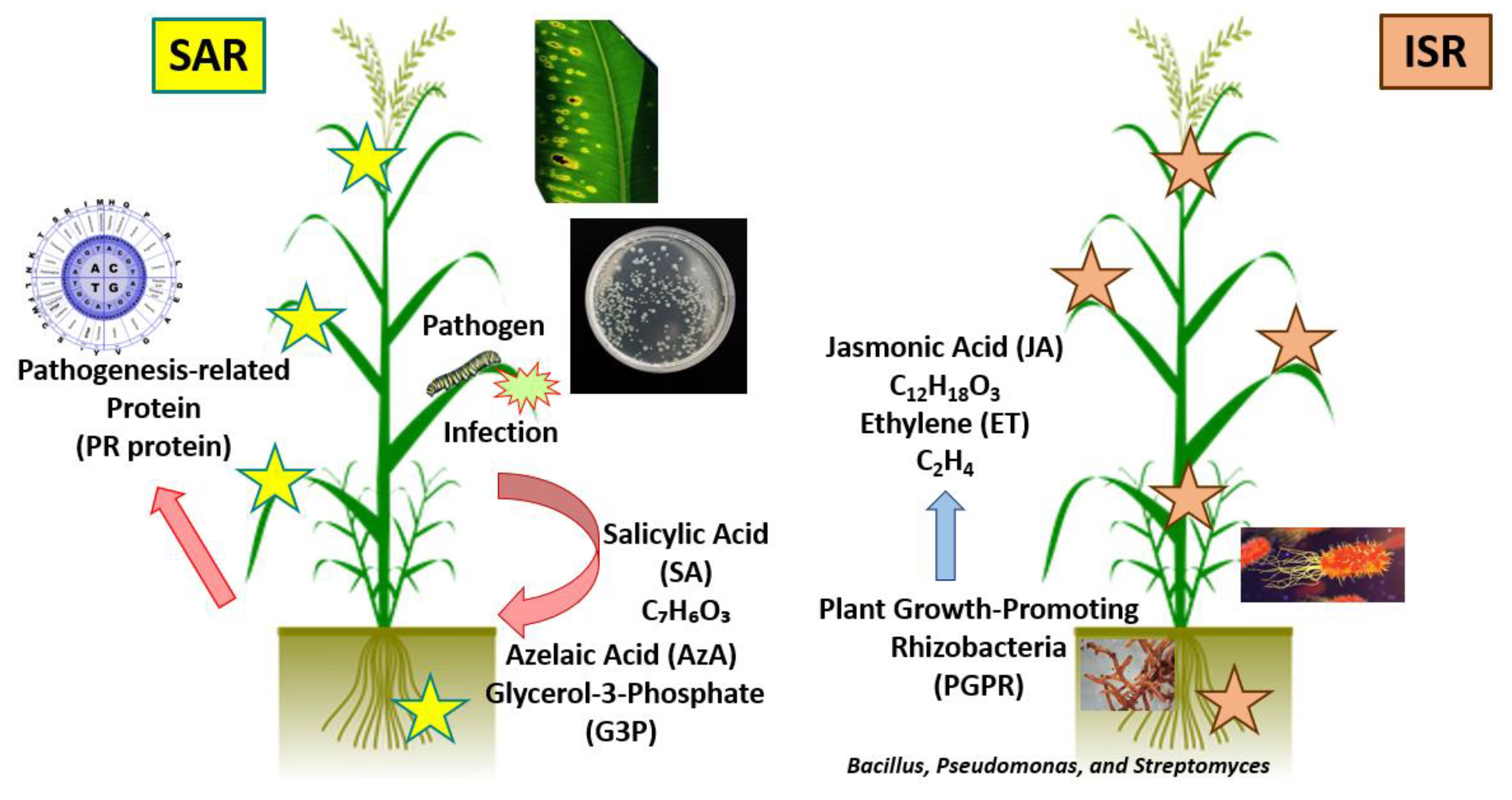 Plants 11 00162 g004