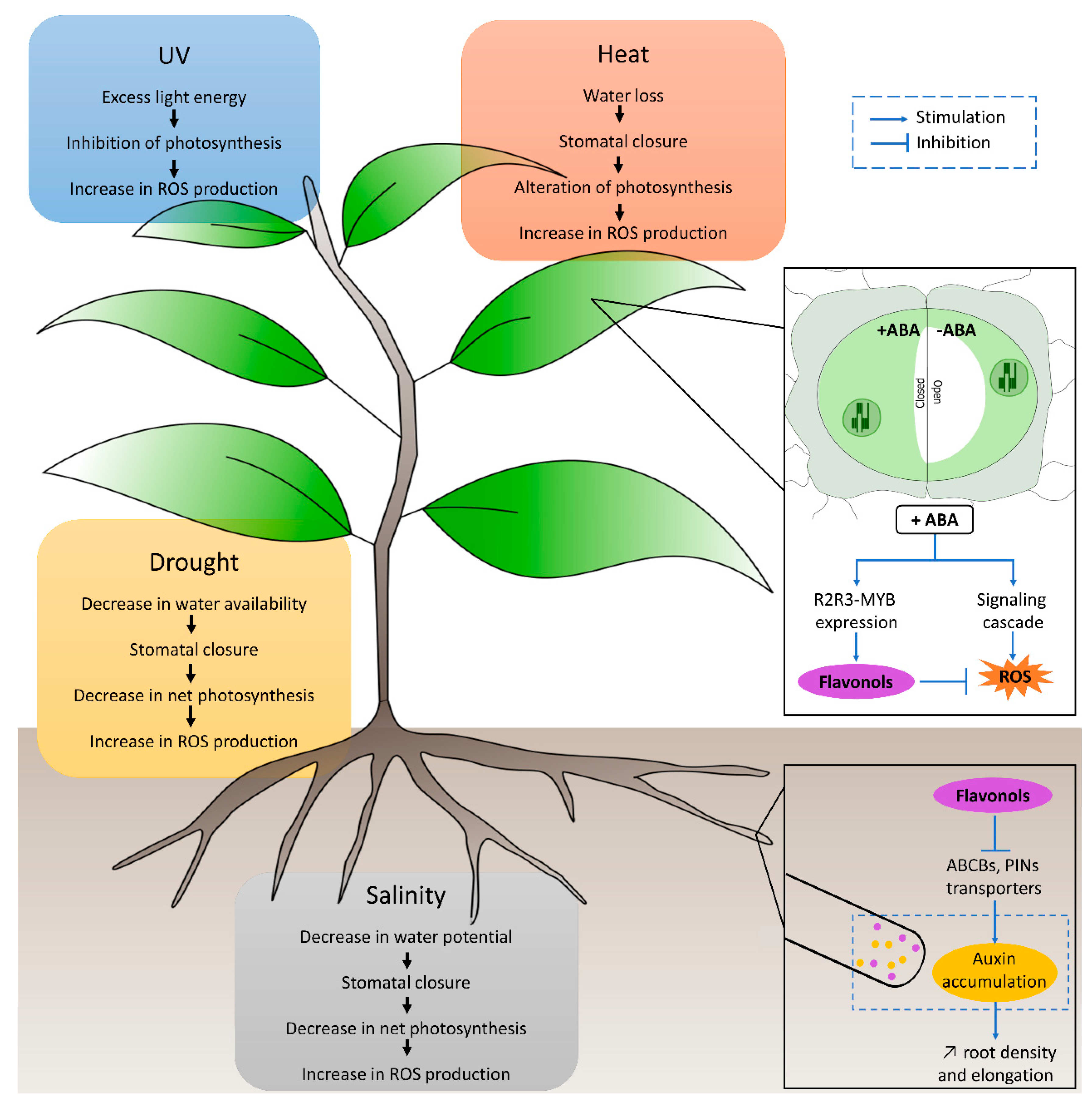Plants 11 00172 g003