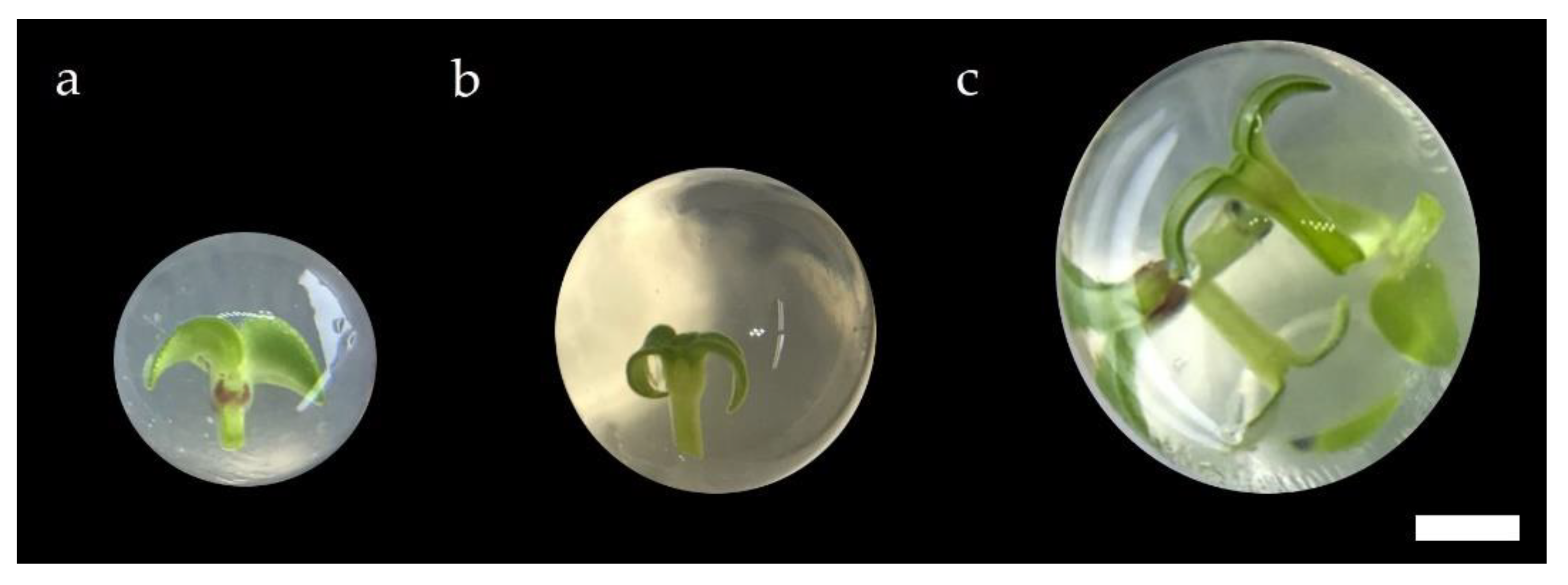 Plants 11 00185 g001 Plants 11 00185 g001