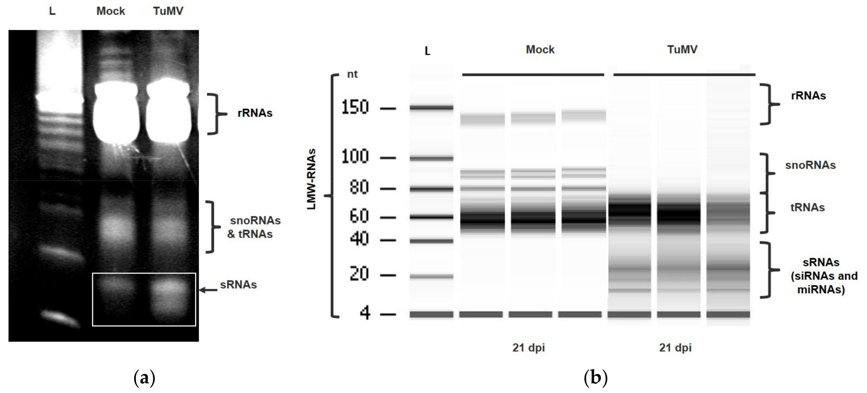 Plants 11 00188 g001