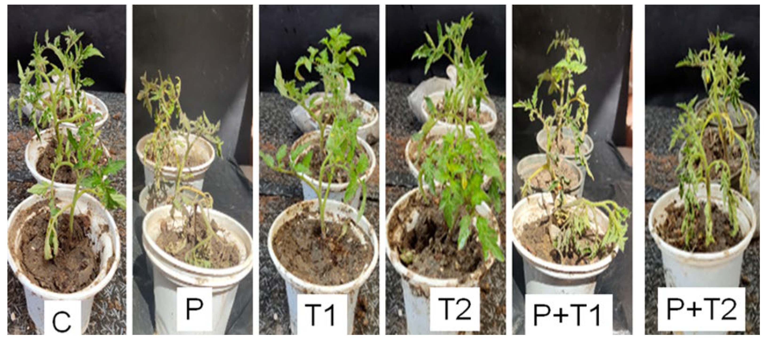 Plants 11 00189 g004