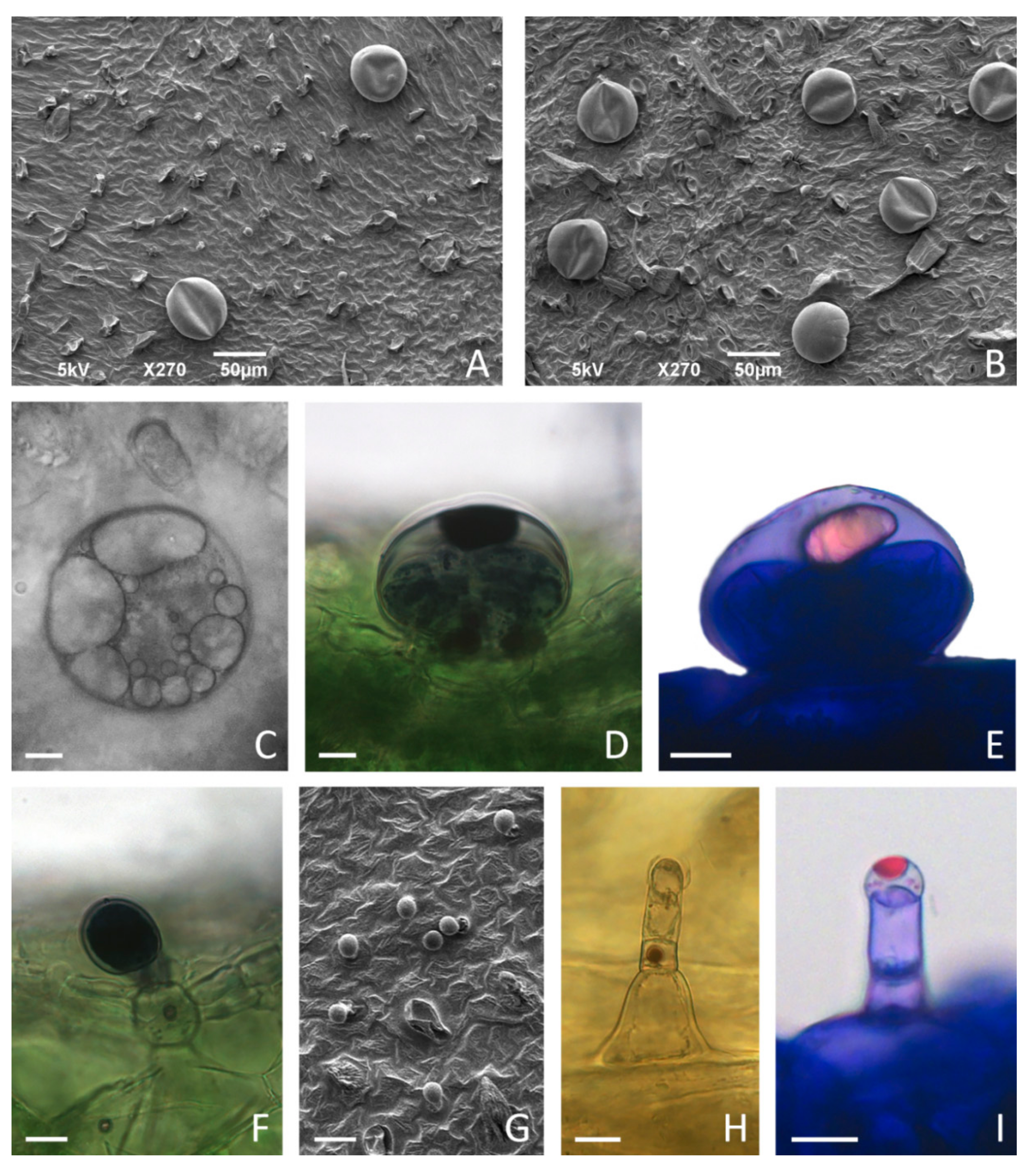 Plants 11 00198 g007 Plants 11 00198 g007