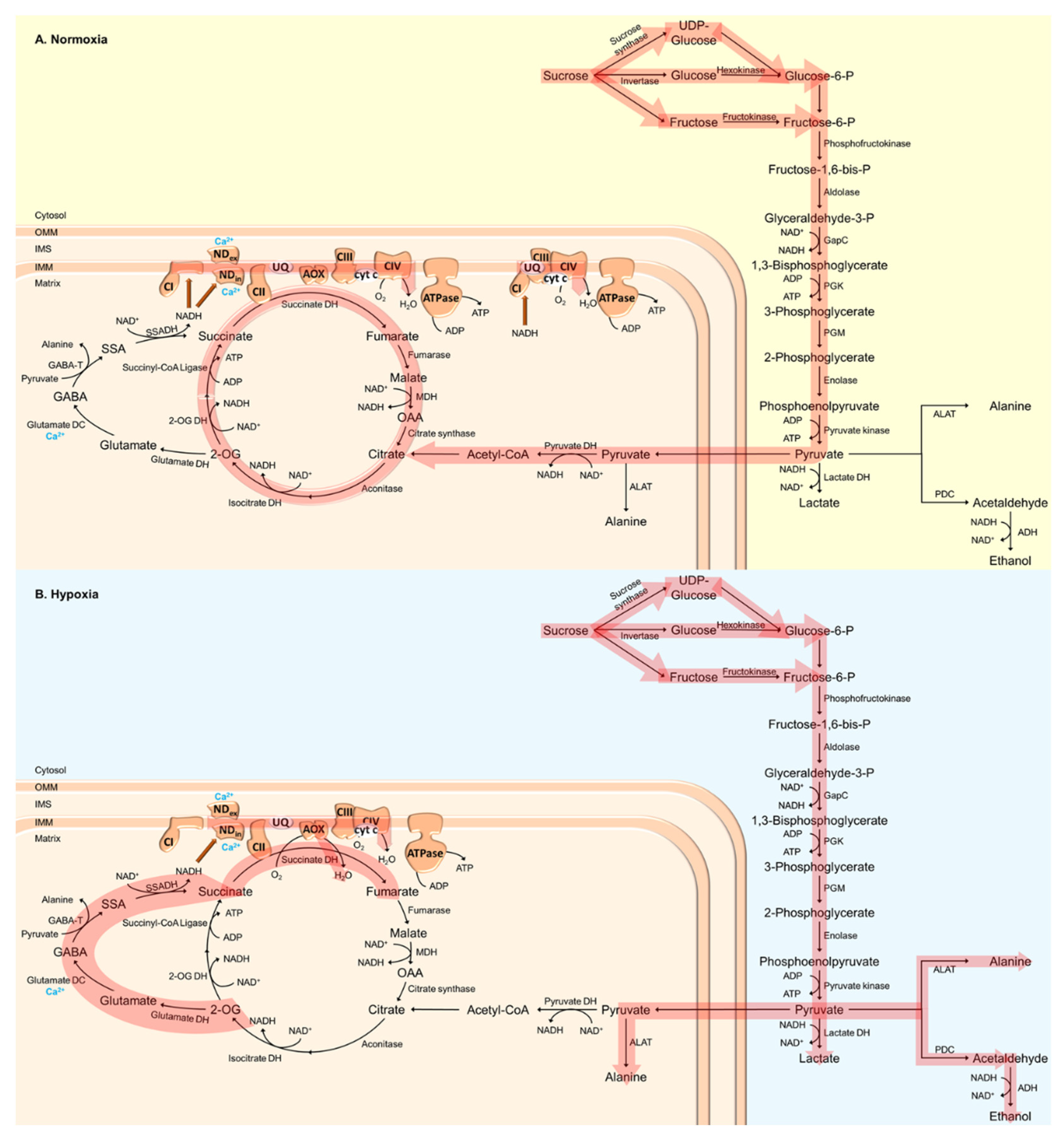 Plants 11 00205 g001