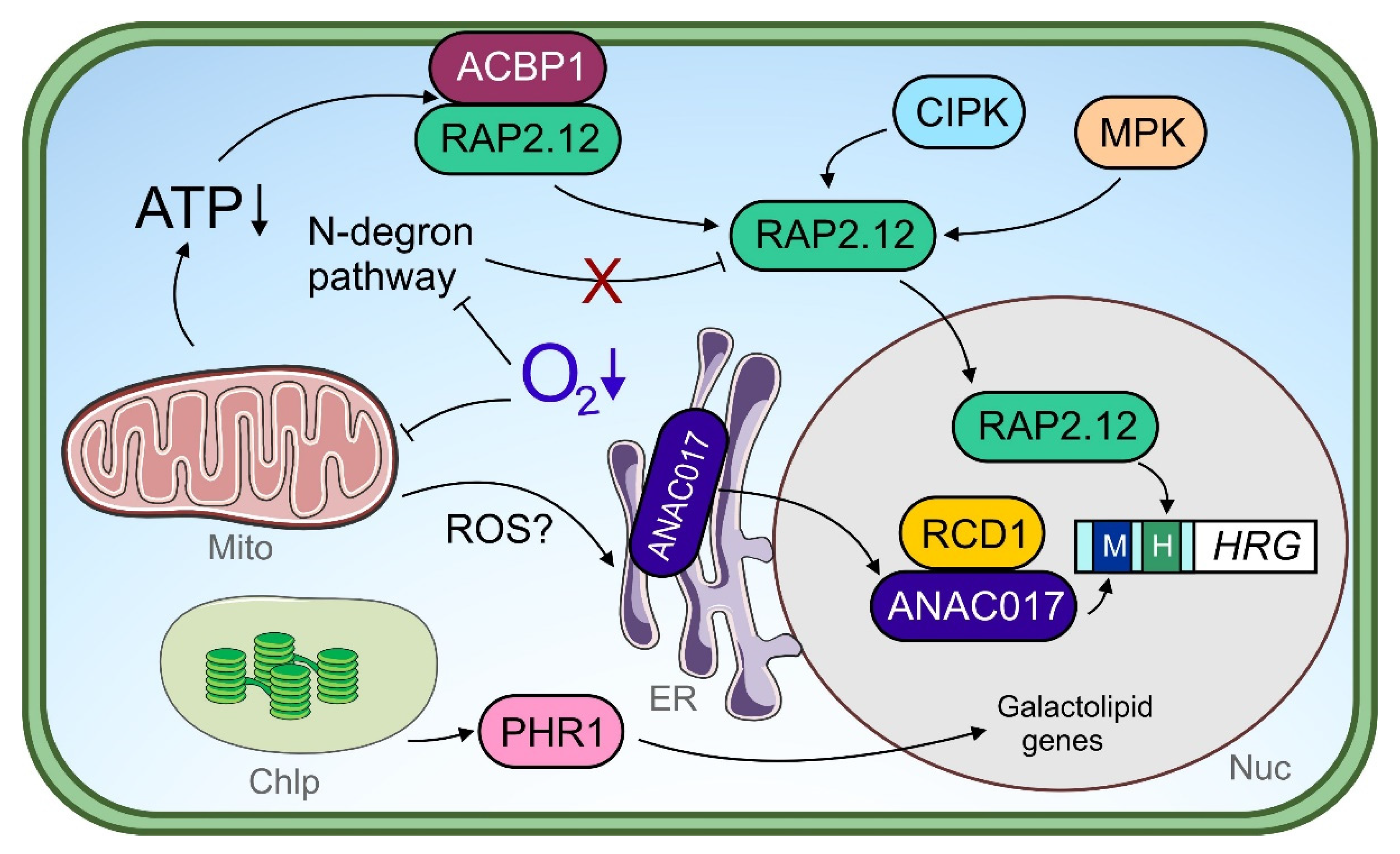 Plants 11 00205 g002