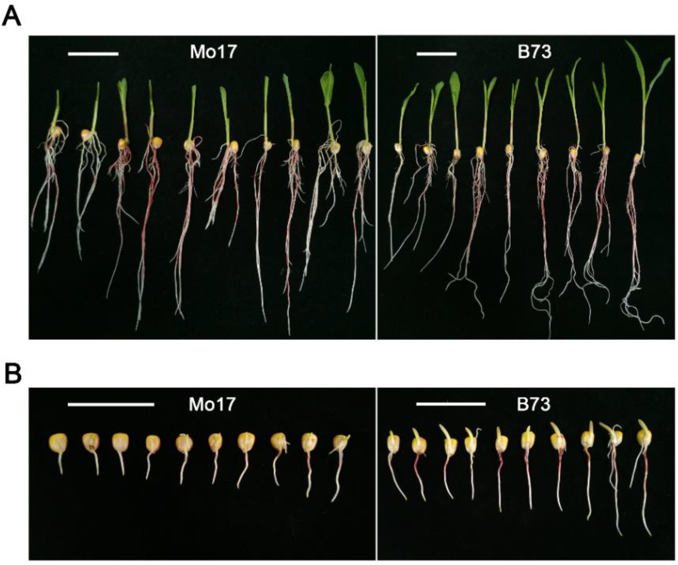 Plants 11 00214 g001