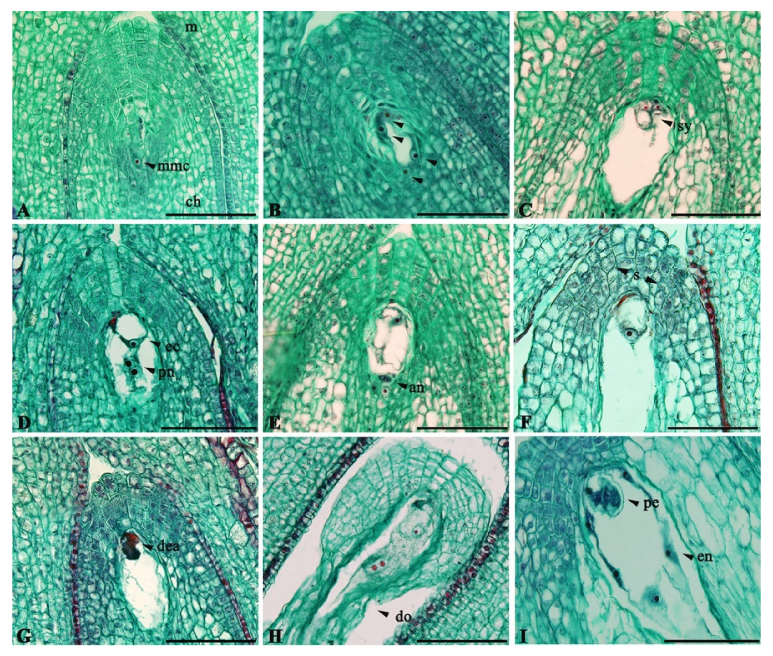 Plants 11 00219 g002