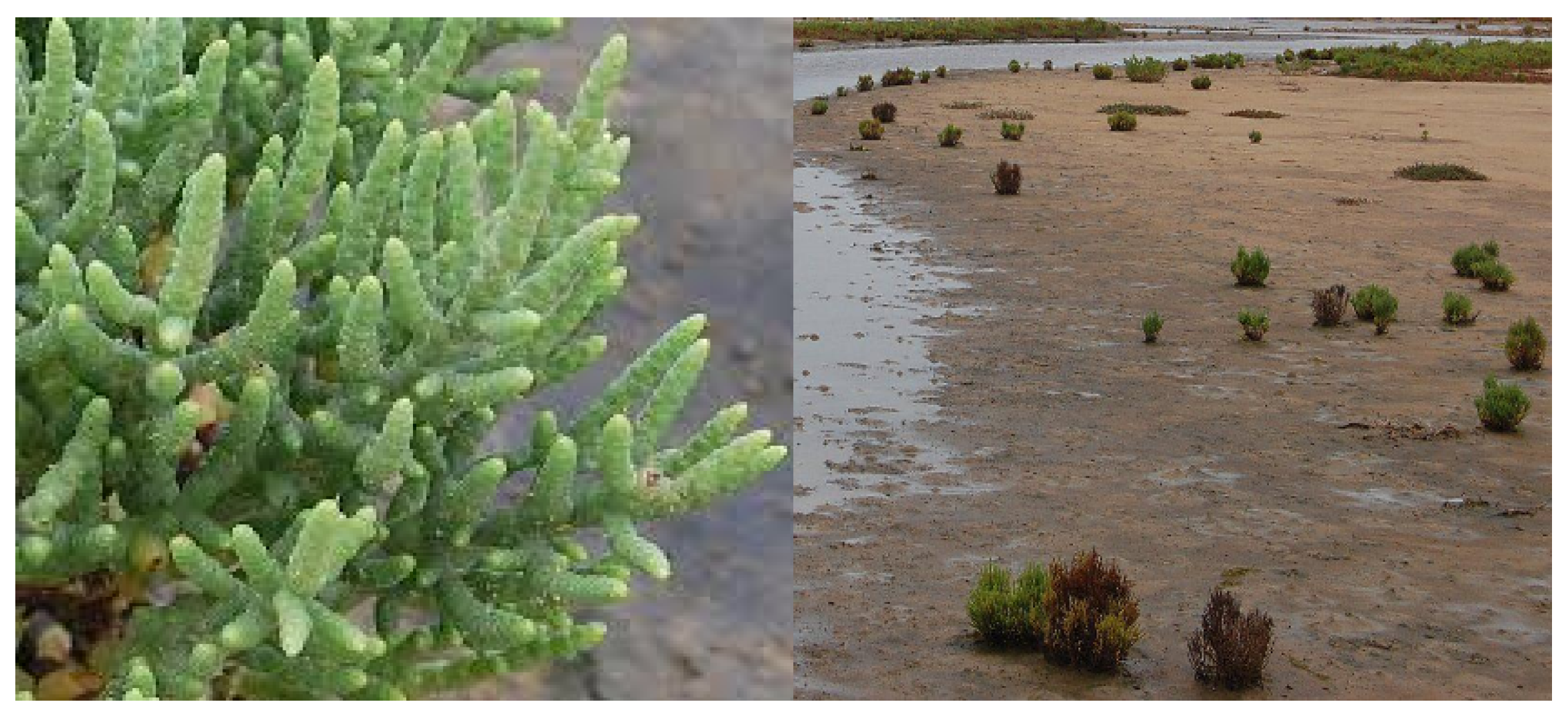 Plants 11 00232 g001