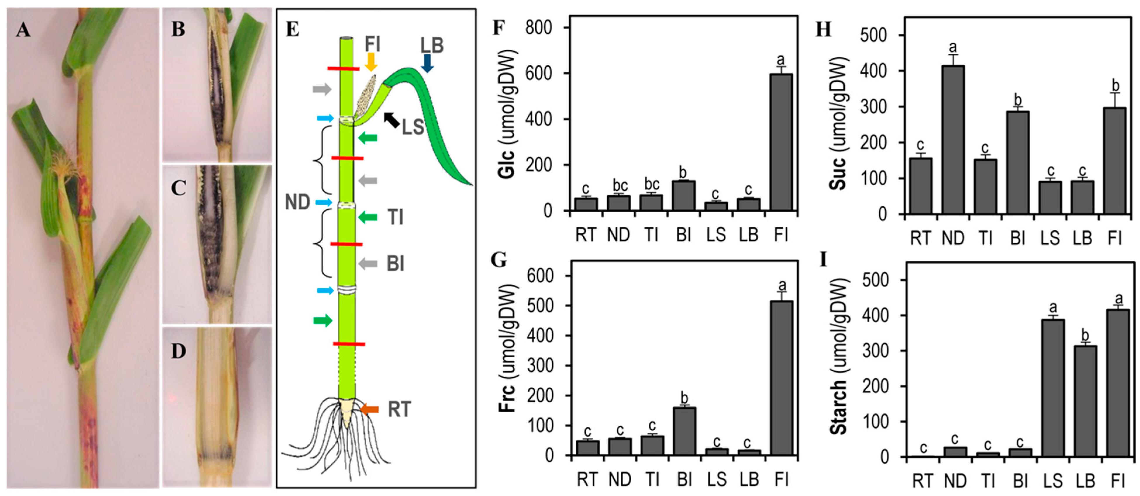Plants 11 00238 g002