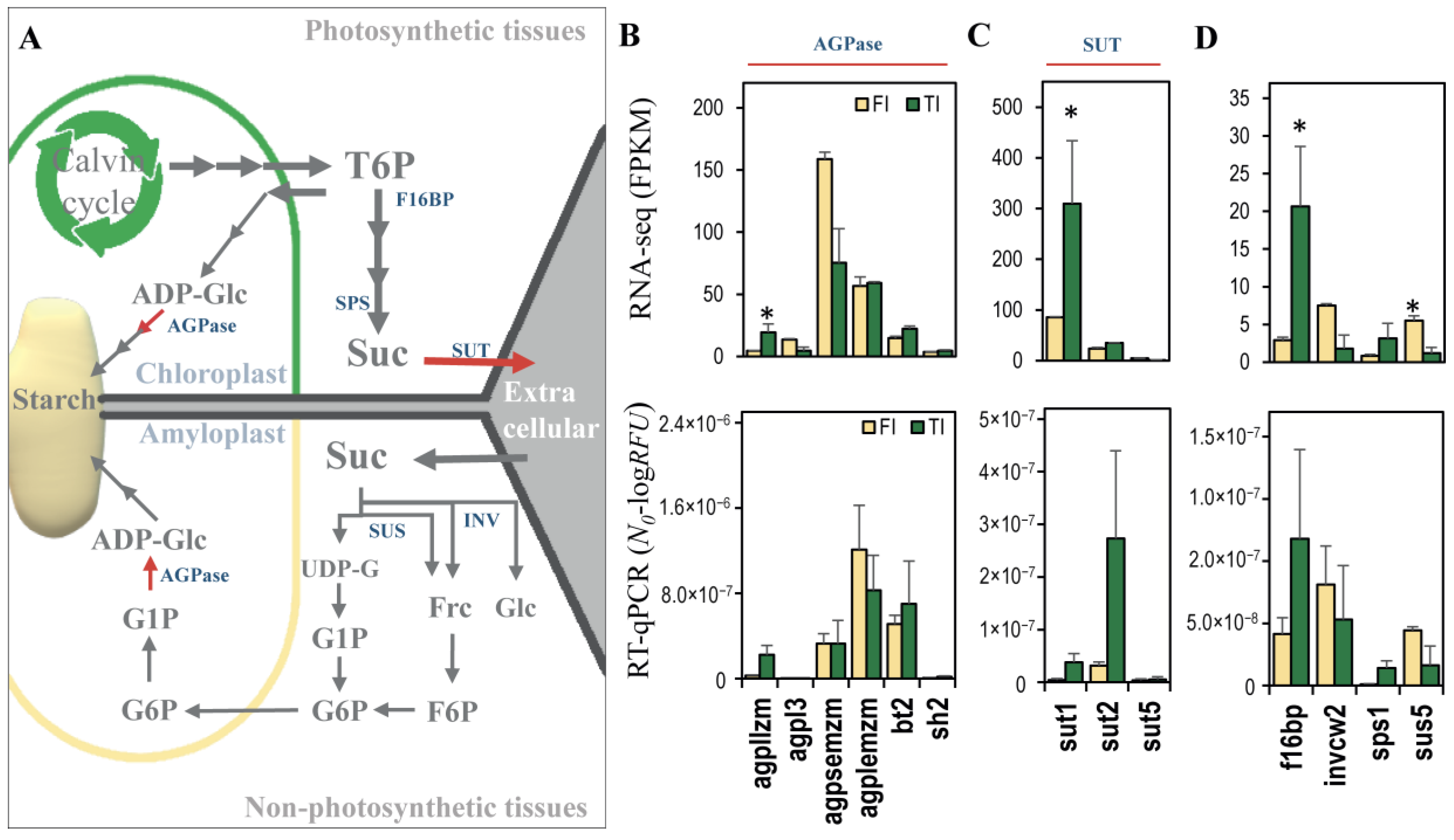 Plants 11 00238 g005