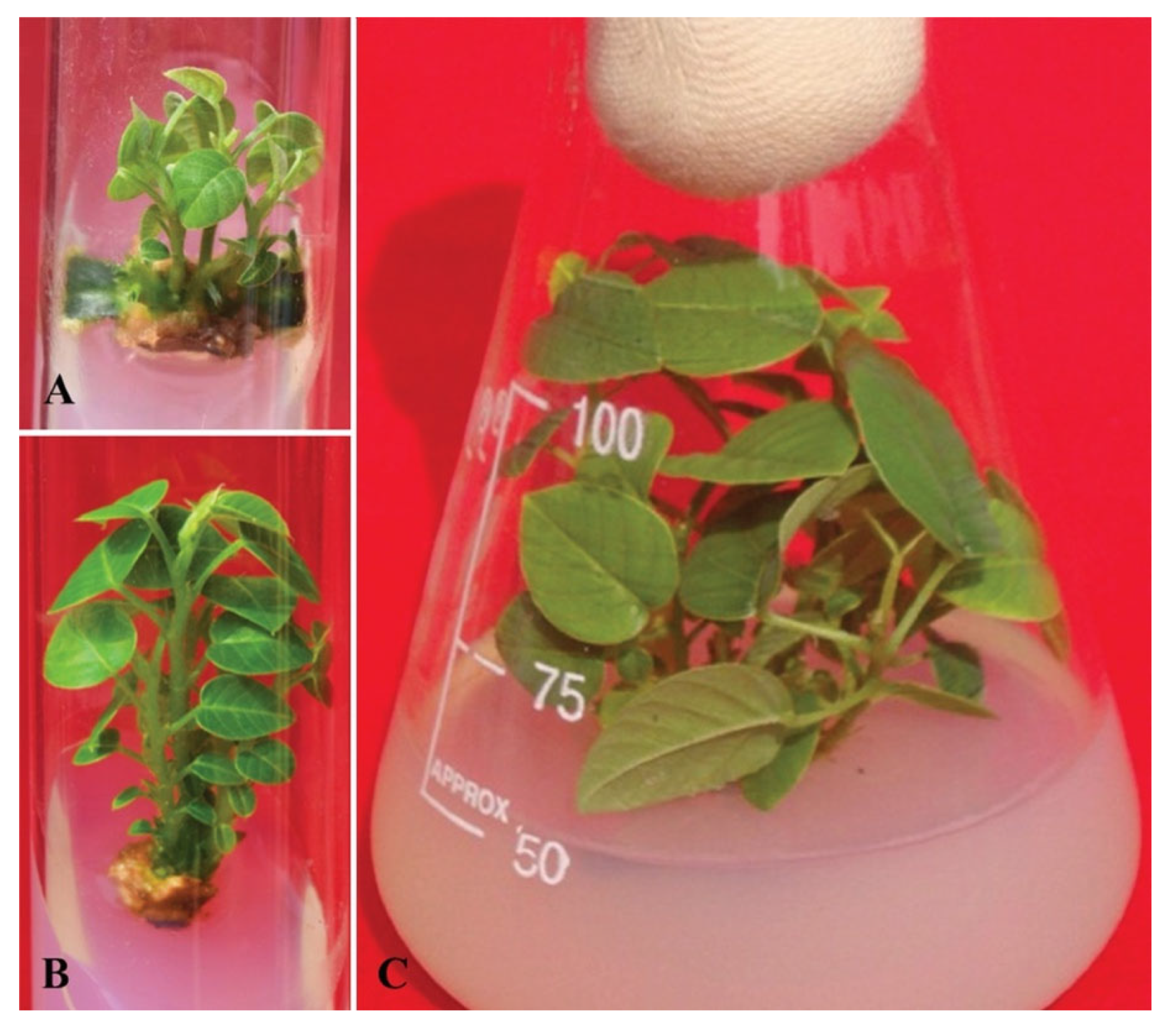 Plants 11 00247 g006 Plants 11 00247 g006