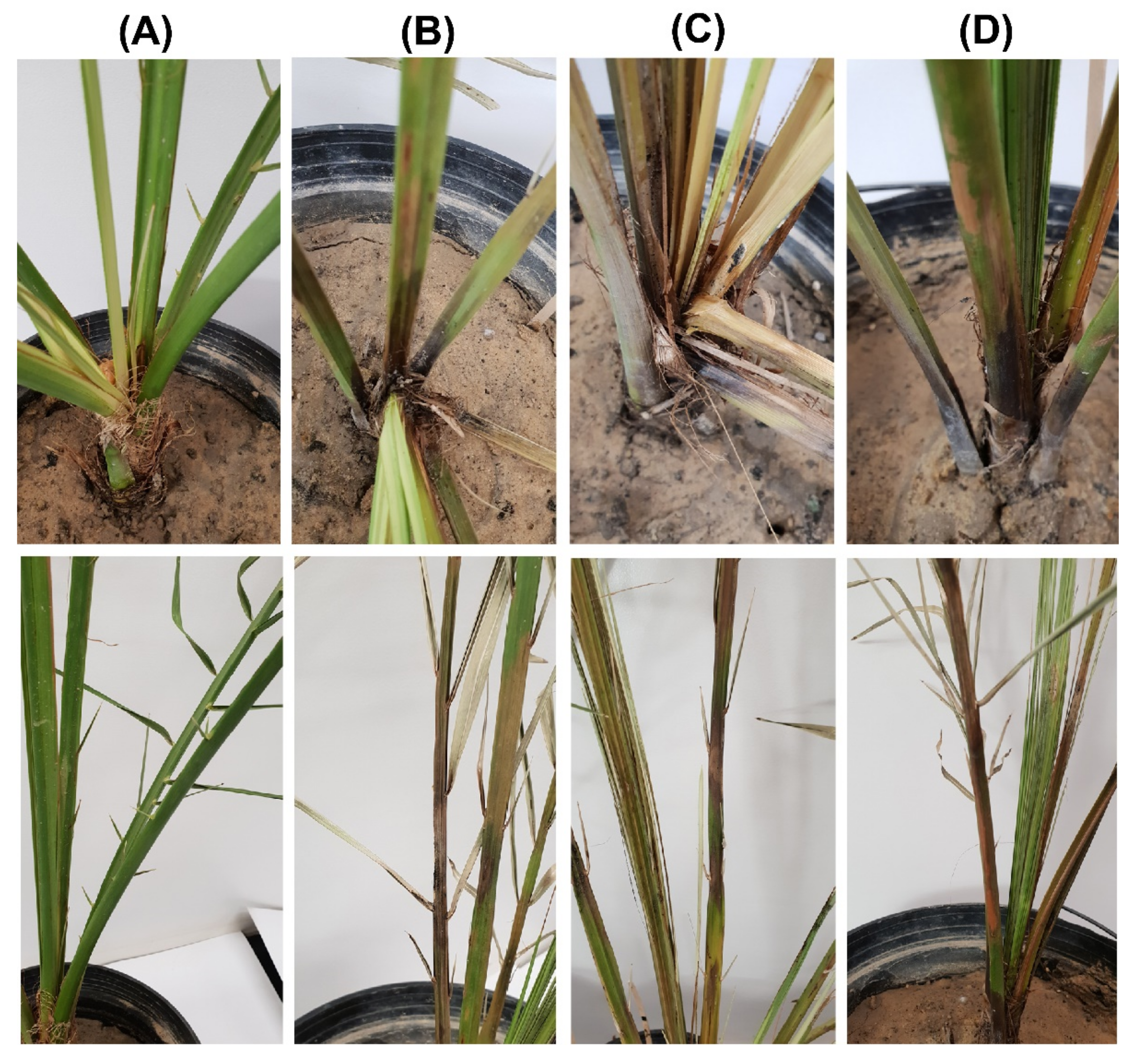 Plants 11 00250 g002