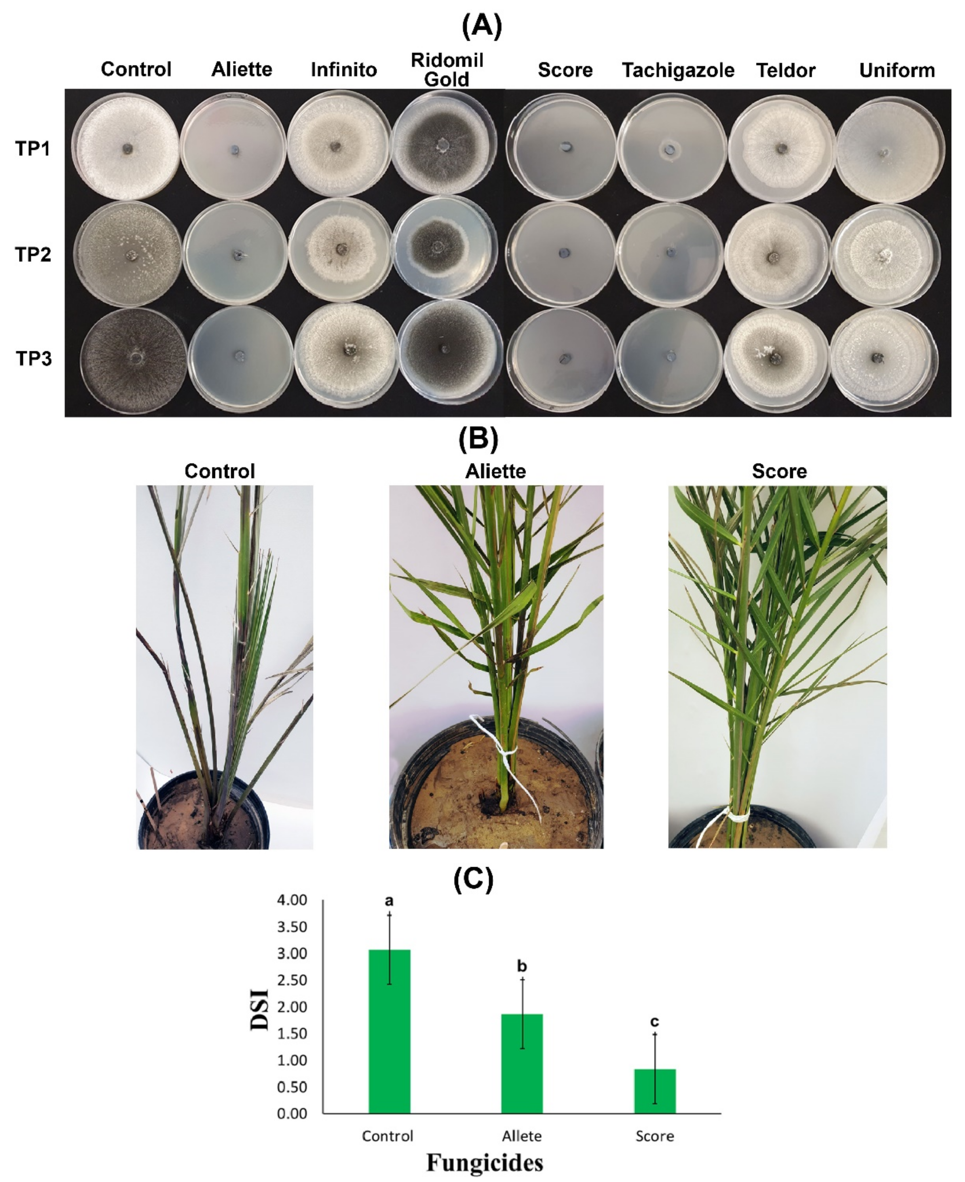 Plants 11 00250 g004