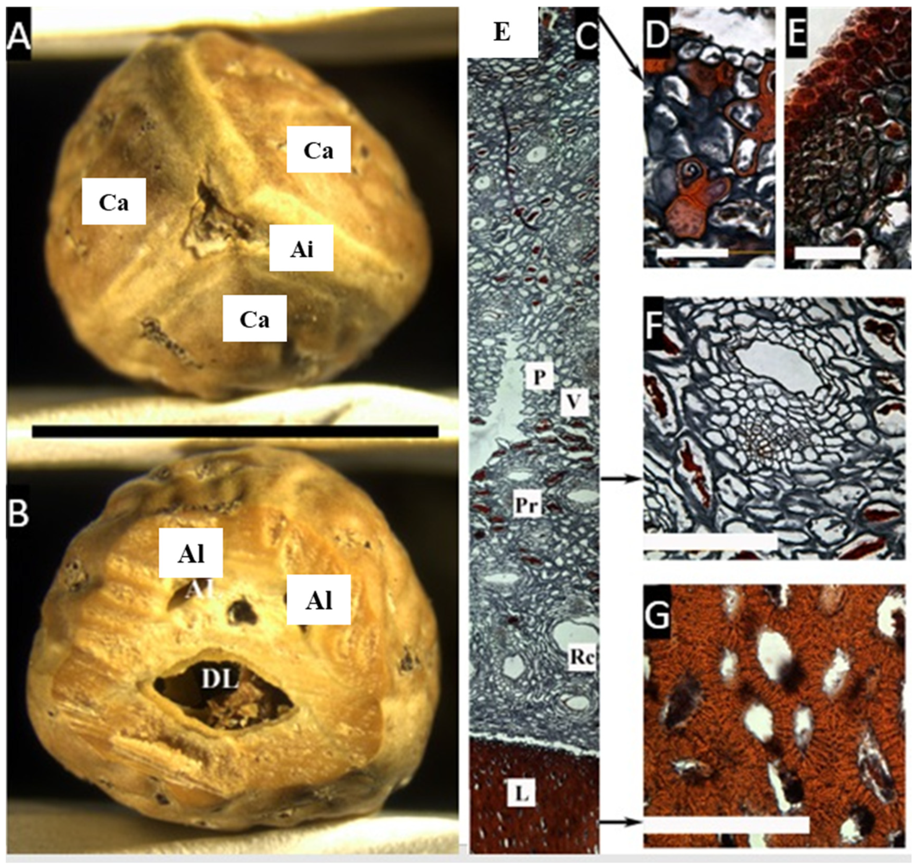 Plants 11 00253 g001