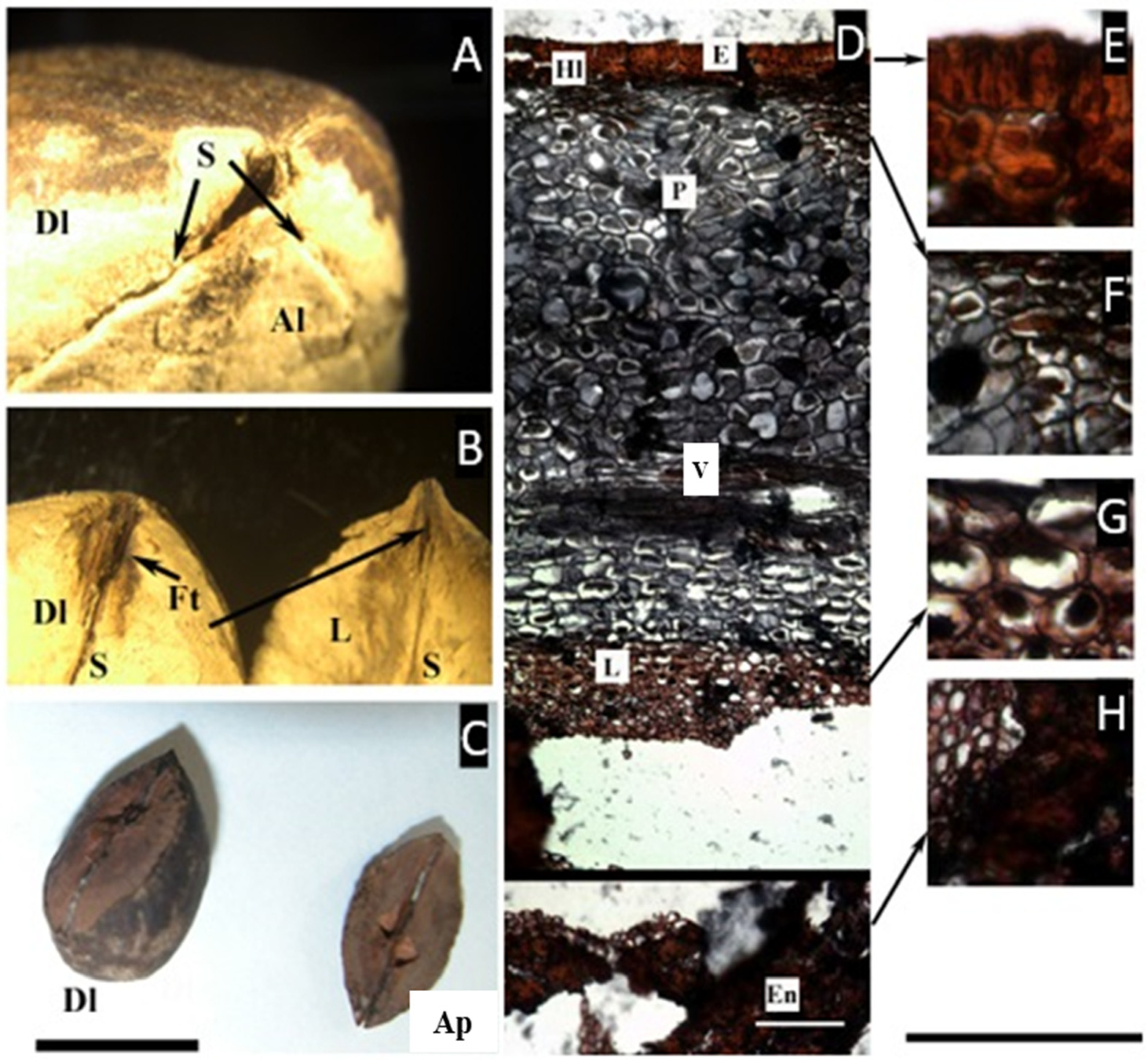 Plants 11 00253 g003