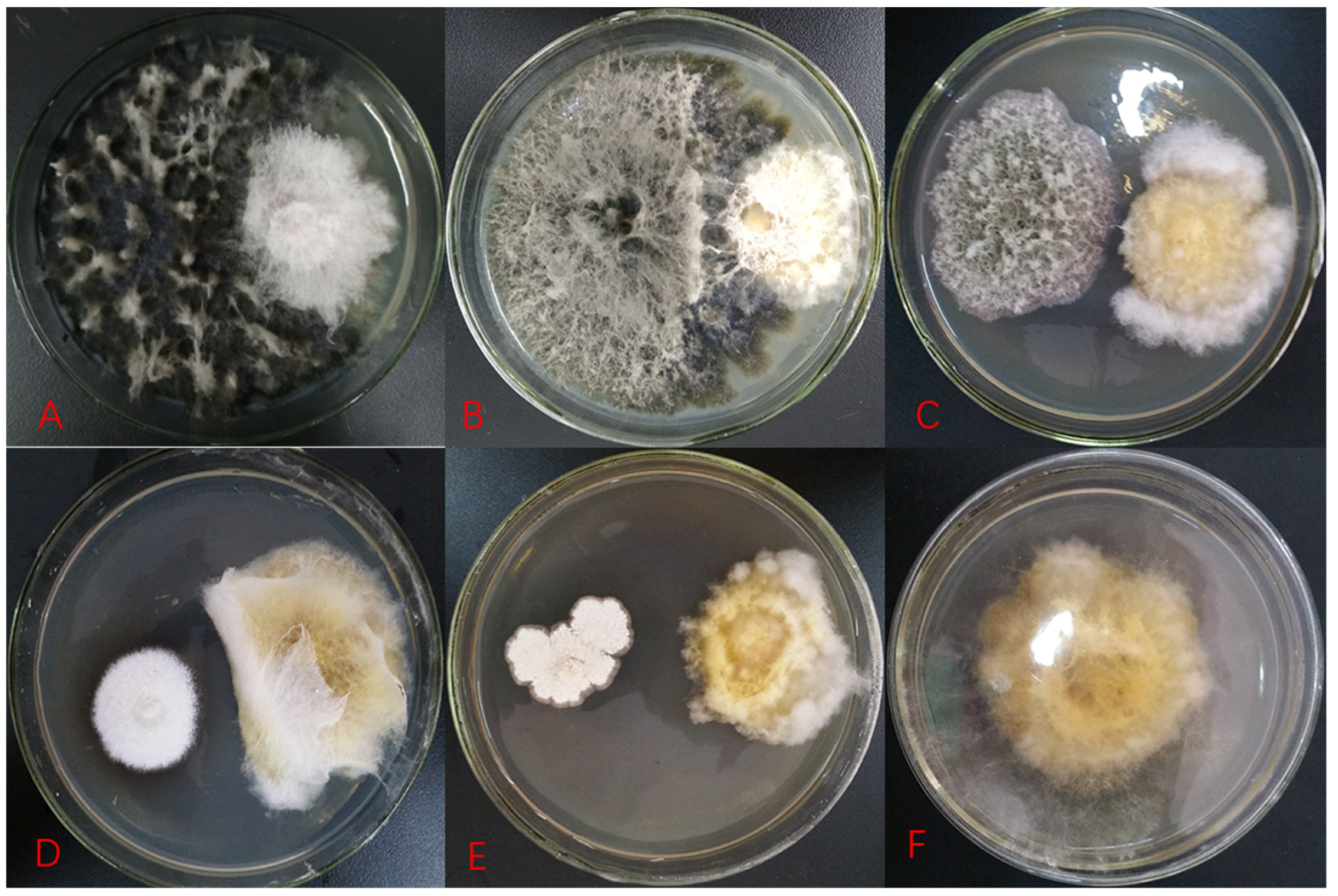 Plants 11 00255 g001