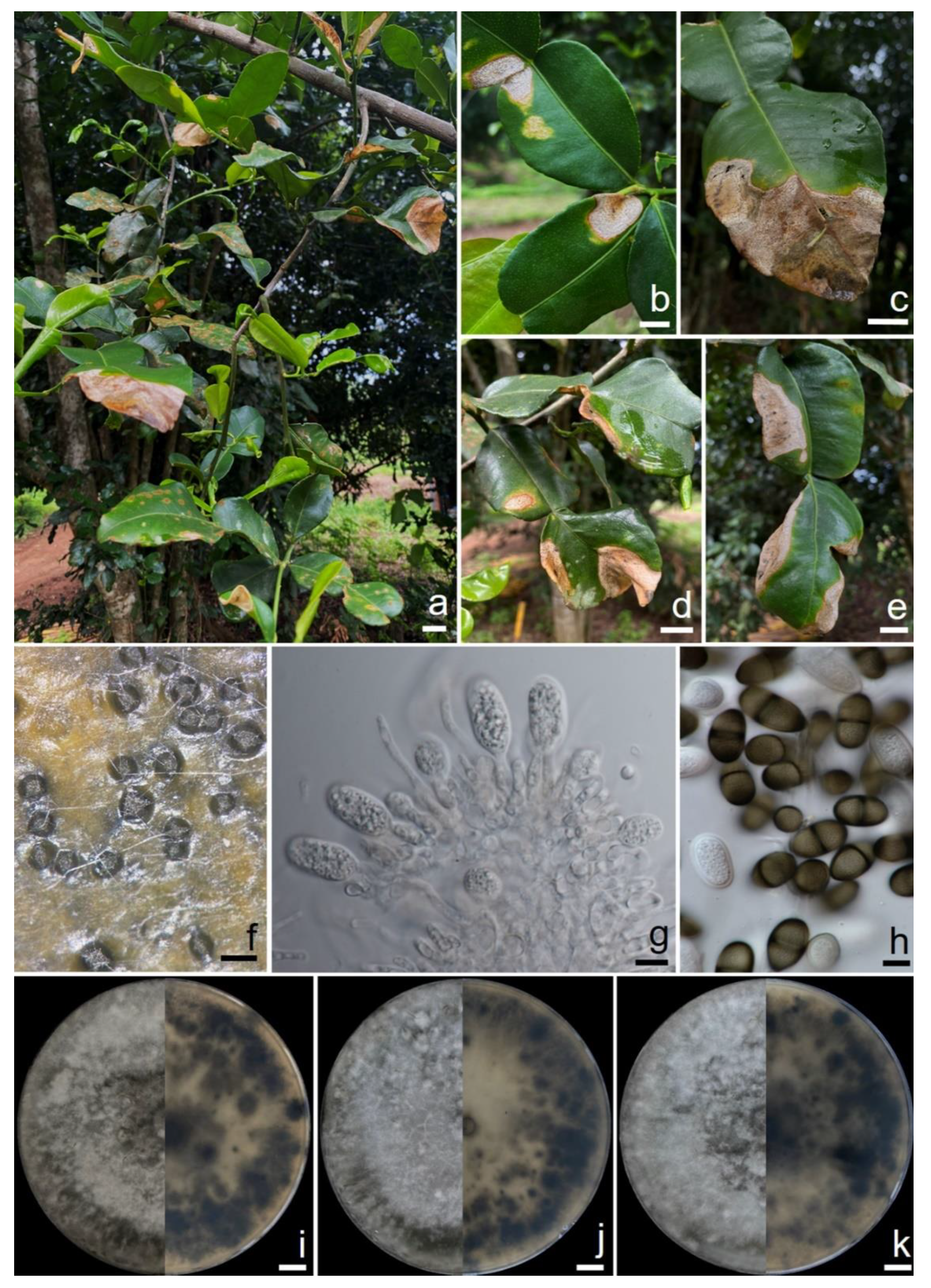 Plants 11 00273 g001