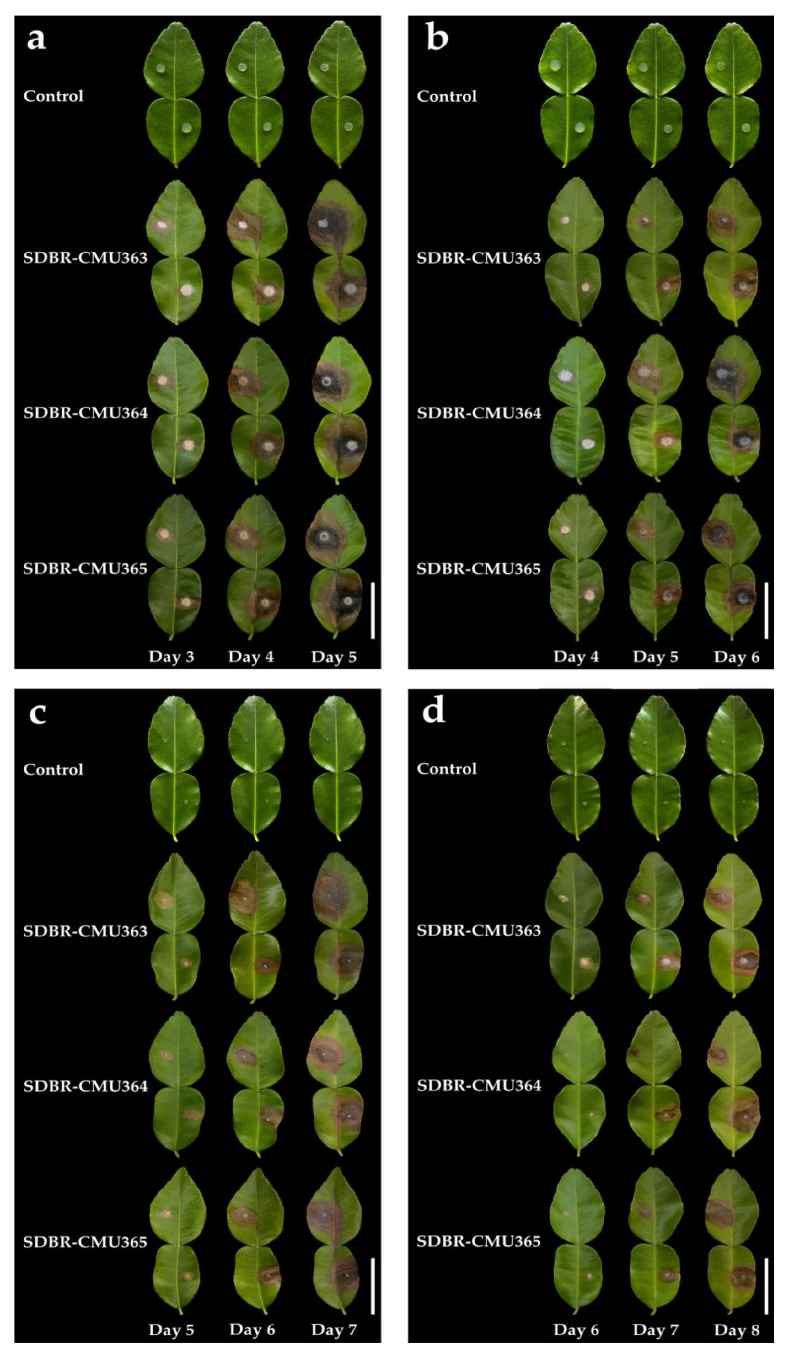 Plants 11 00273 g003