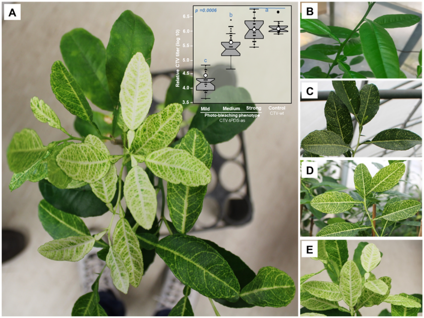 Plants 11 00276 g001