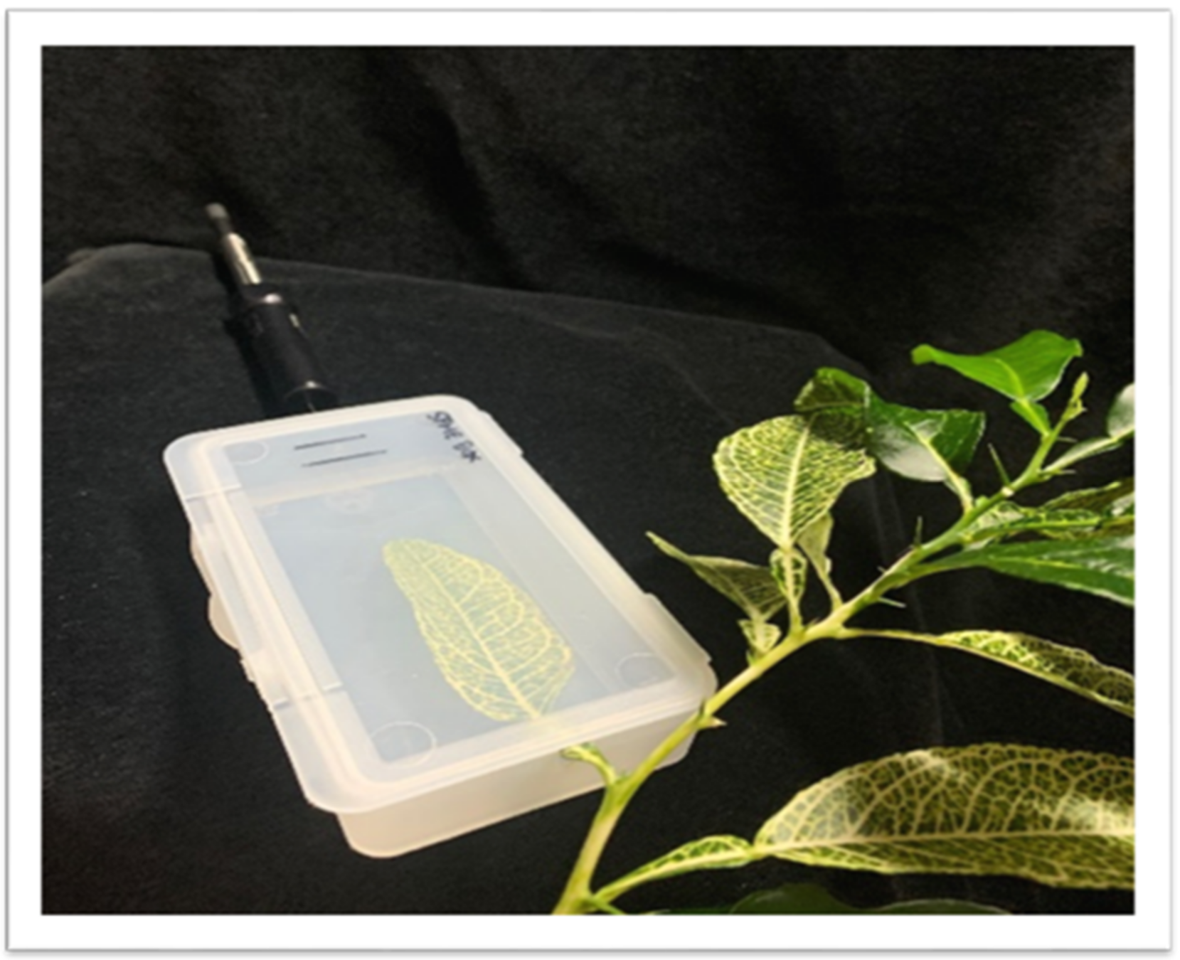 Plants 11 00276 g005