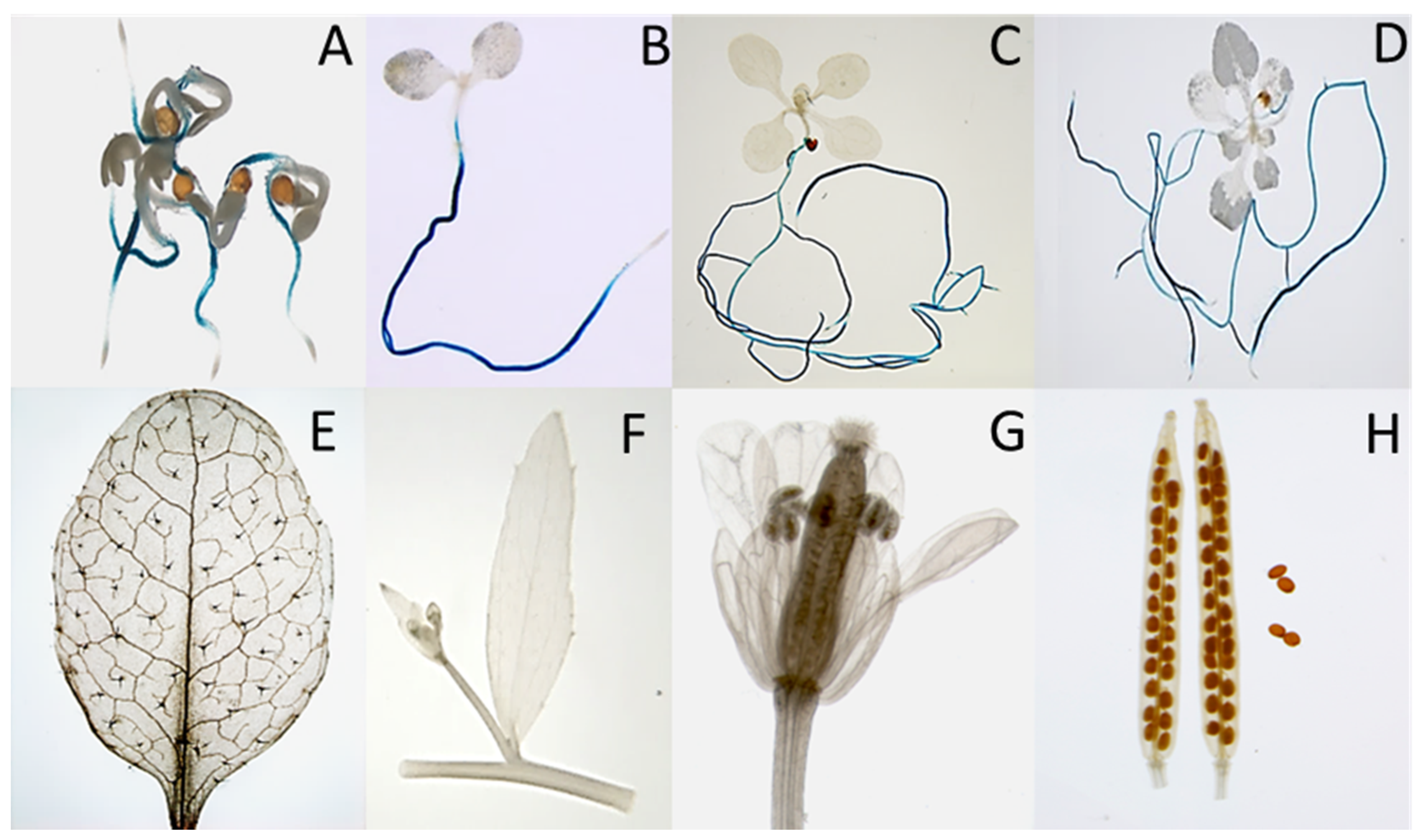 Plants 11 00280 g006