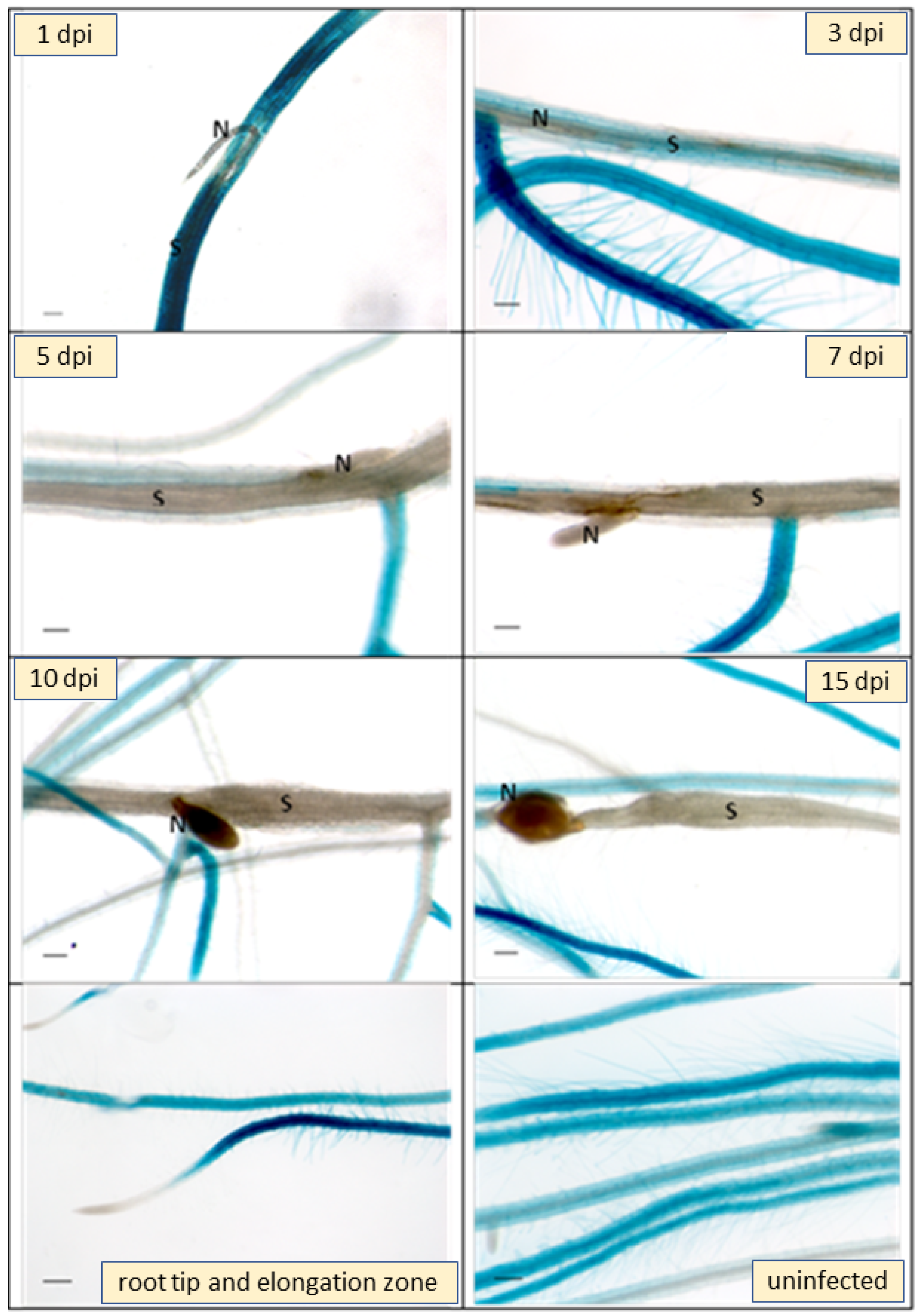 Plants 11 00280 g007