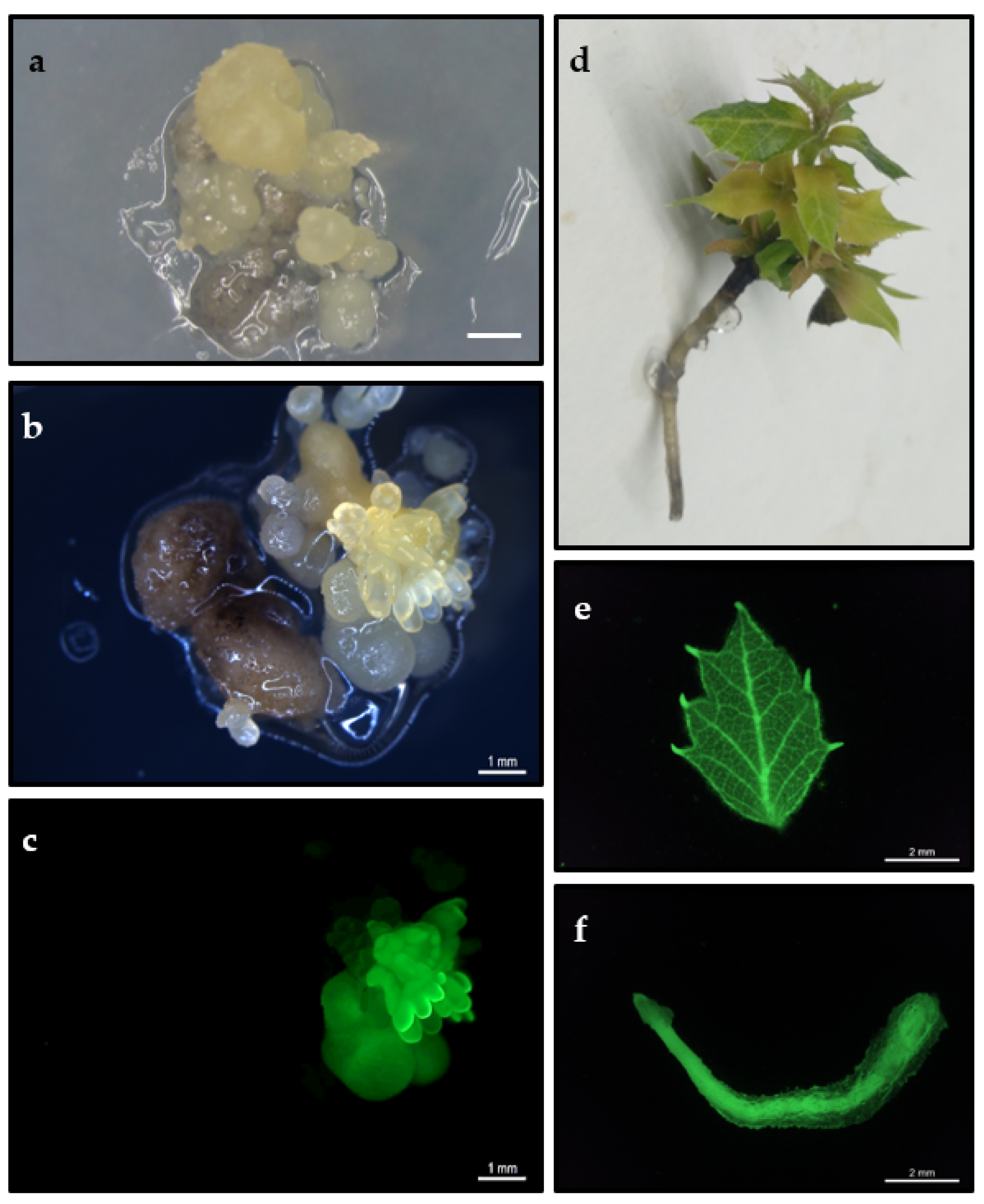 Plants 11 00304 g001 Plants 11 00304 g001