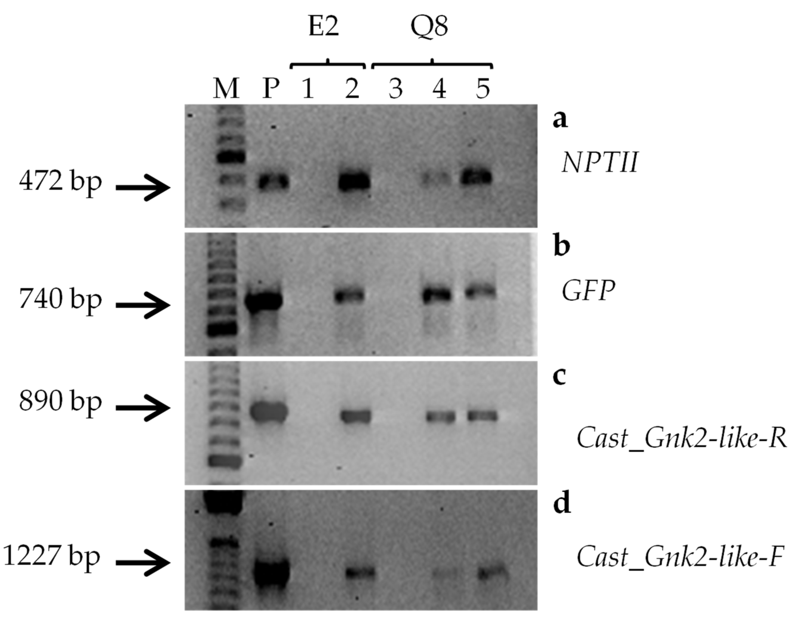 Plants 11 00304 g002 Plants 11 00304 g002