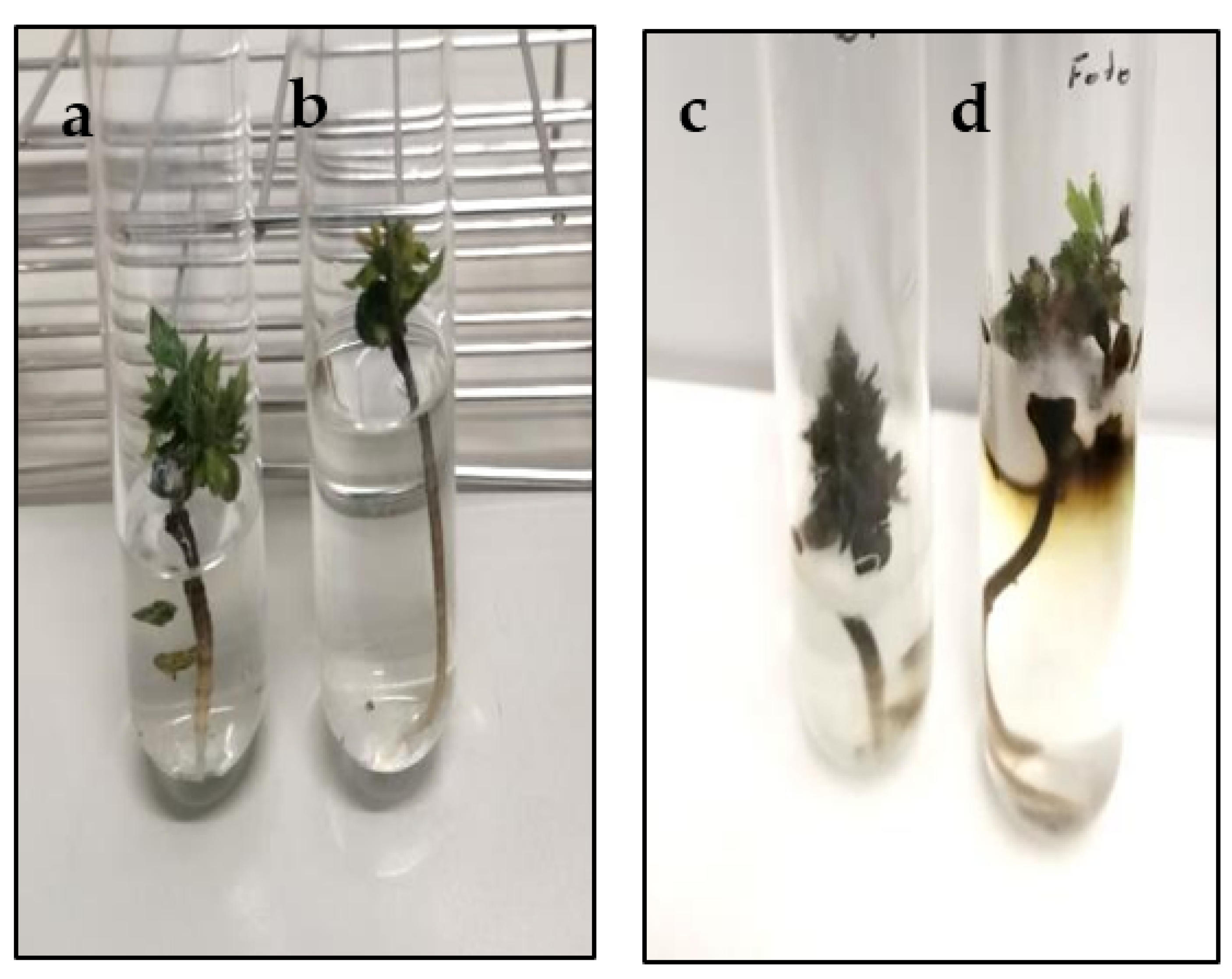 Plants 11 00304 g004 Plants 11 00304 g004