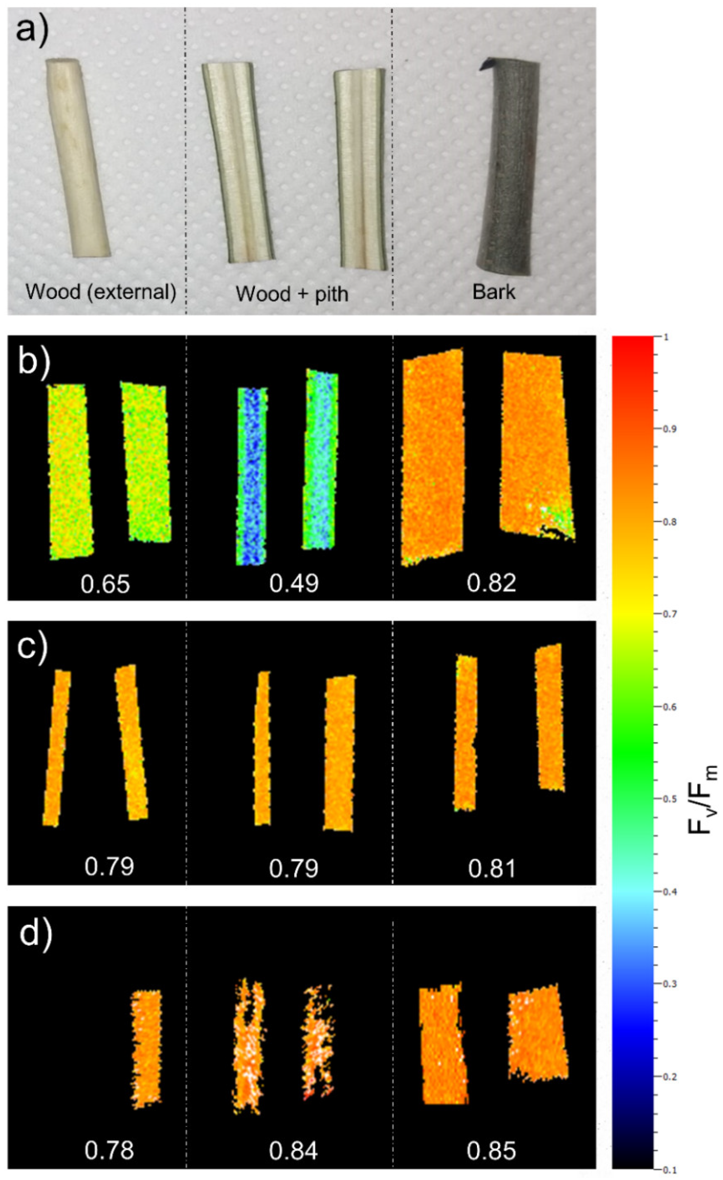 Plants 11 00307 g001
