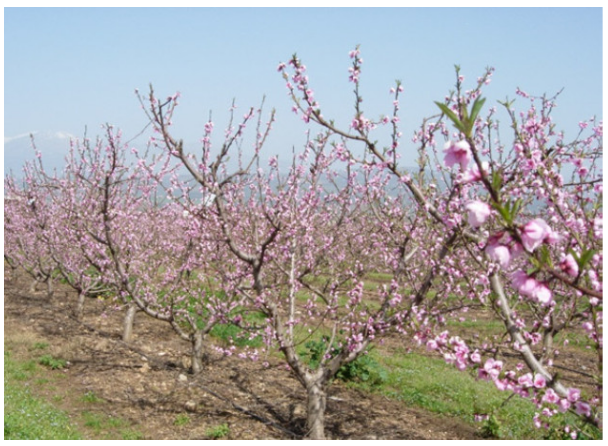 Plants 11 00308 g003