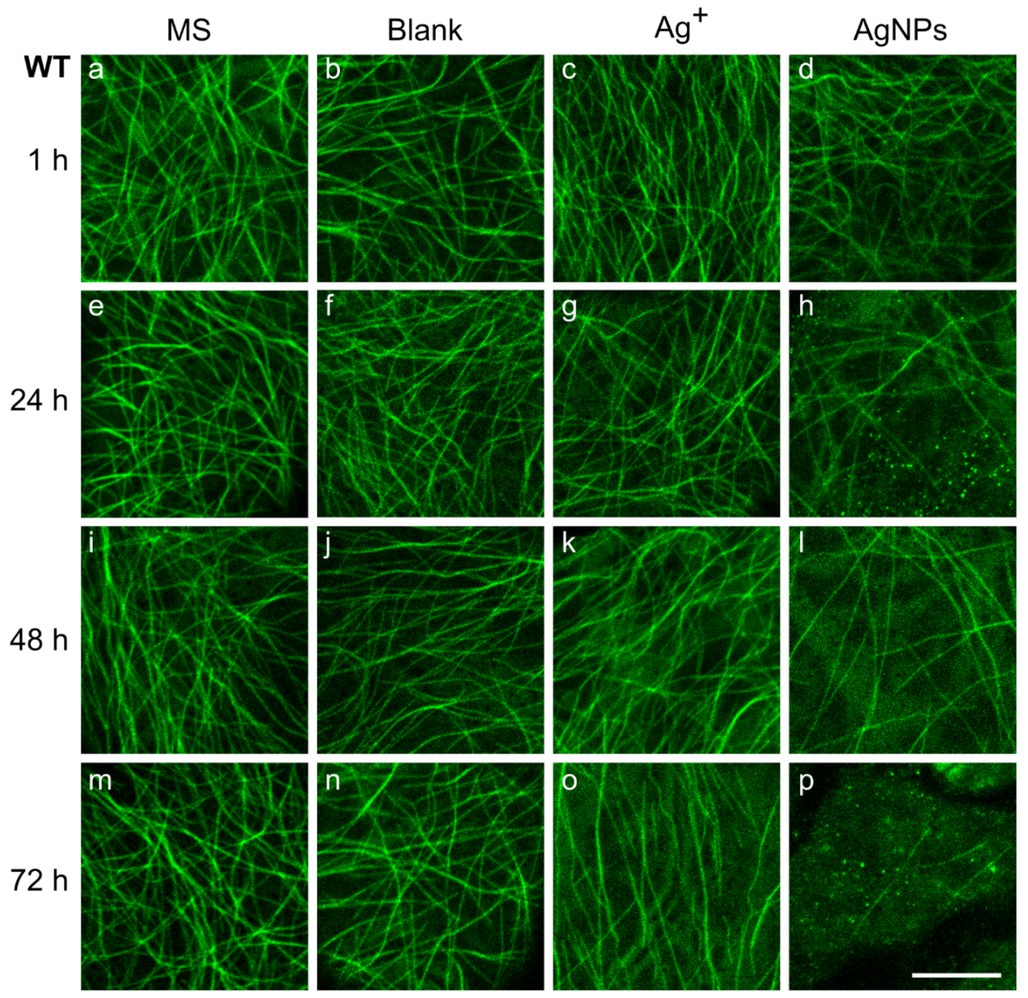 Plants 11 00313 g002