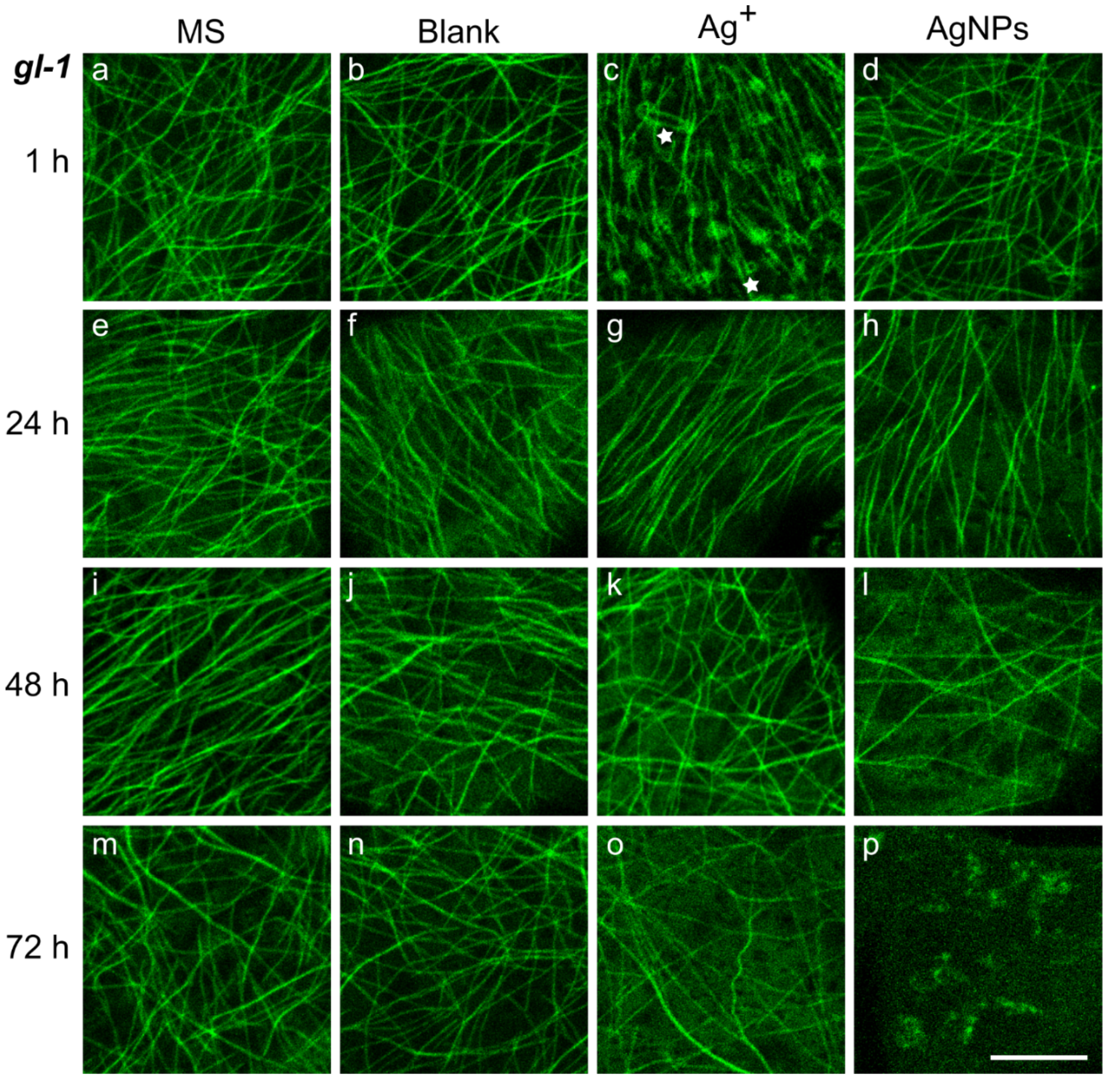 Plants 11 00313 g003