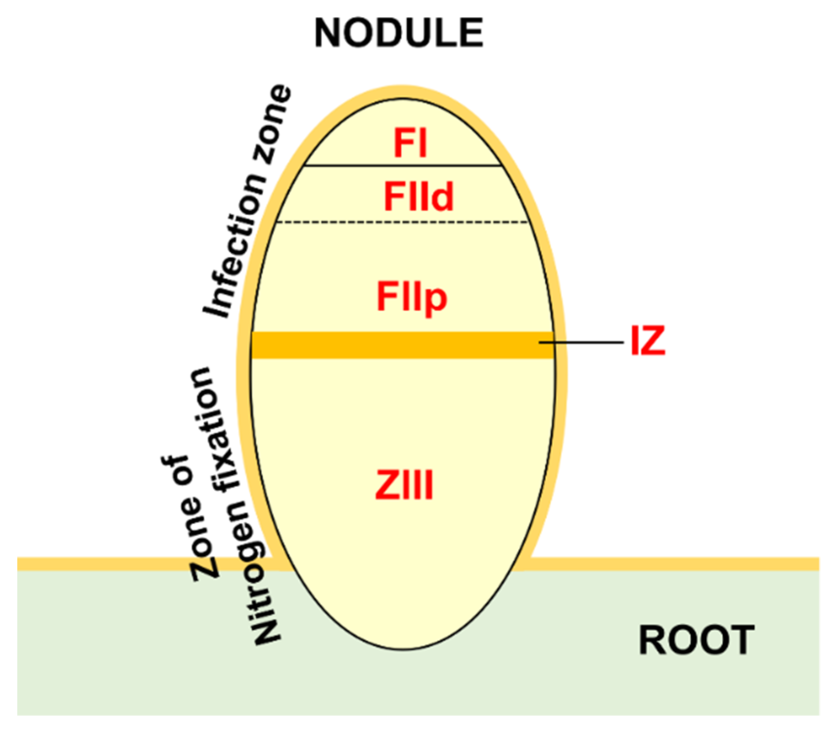 Plants 11 00322 g005