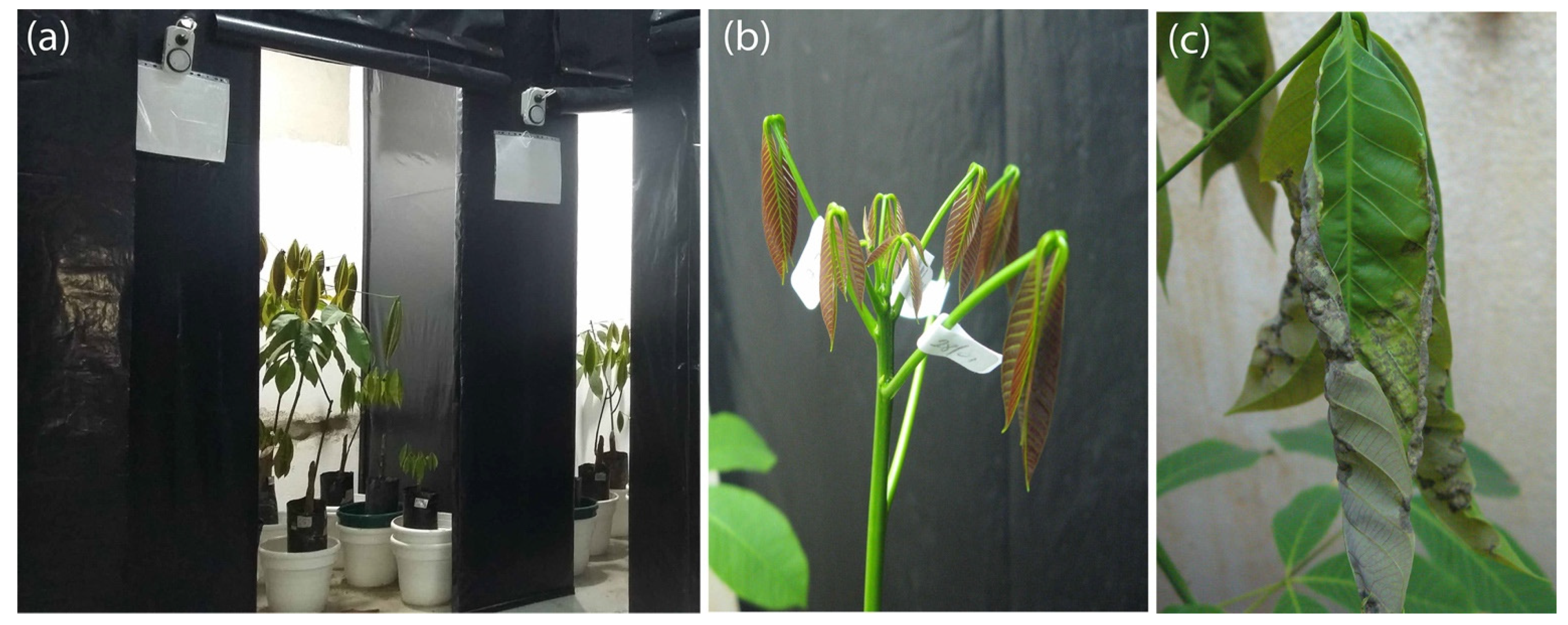 Plants 11 00329 g001