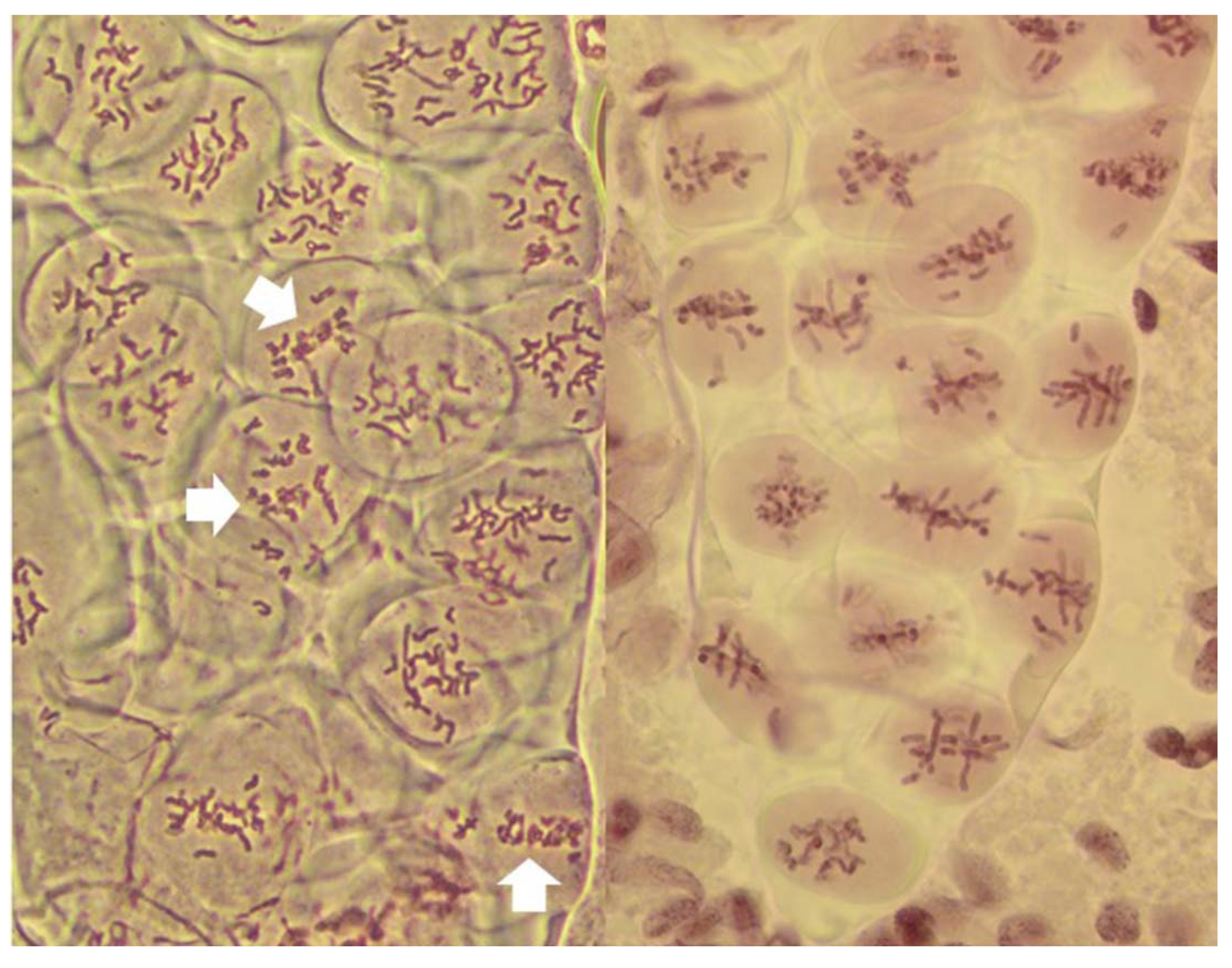 Plants 11 00337 g001