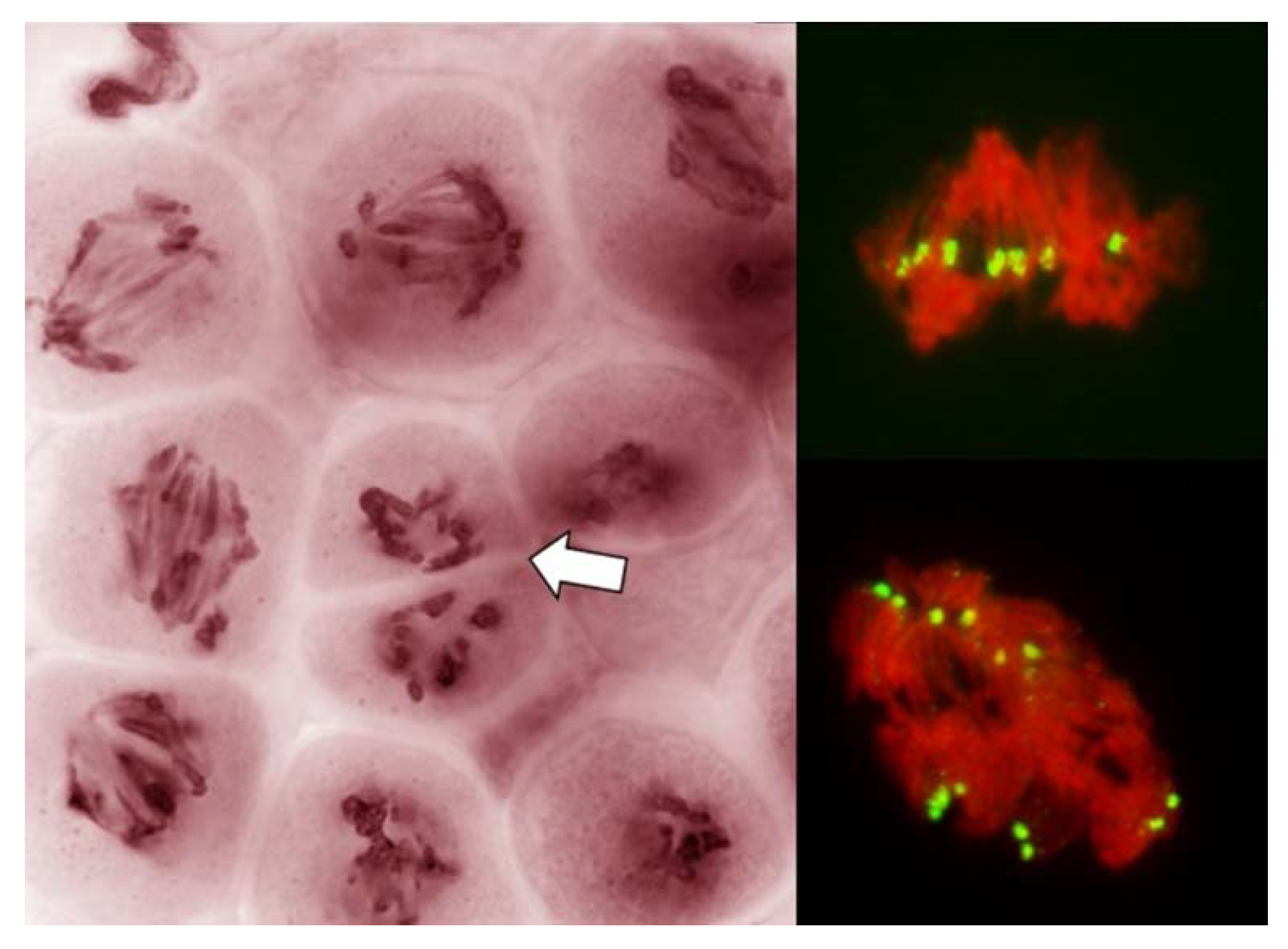 Plants 11 00337 g006