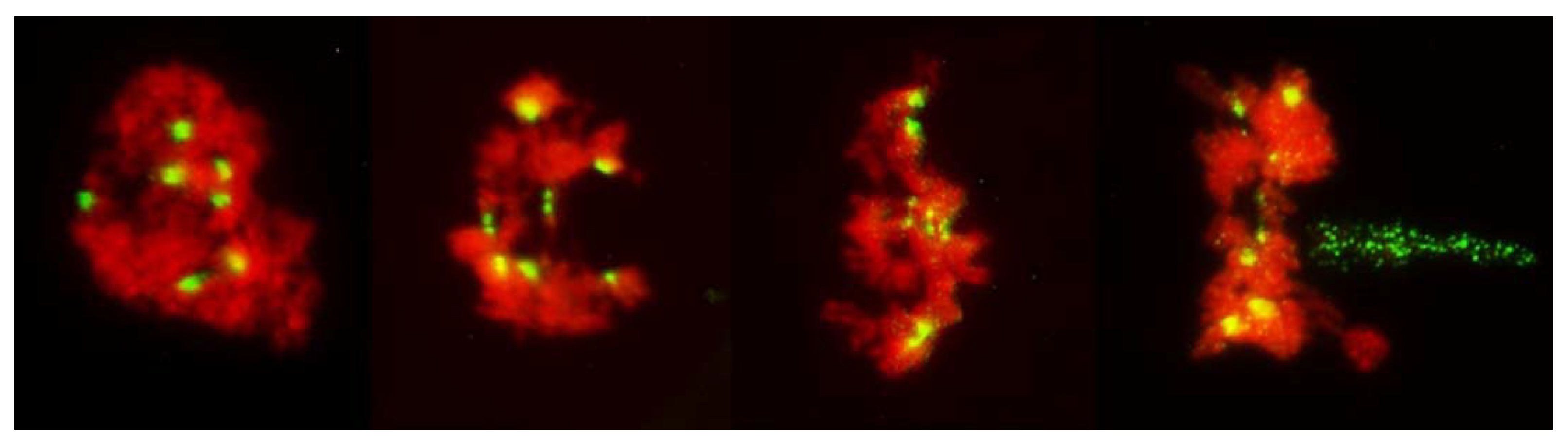 Plants 11 00337 g007