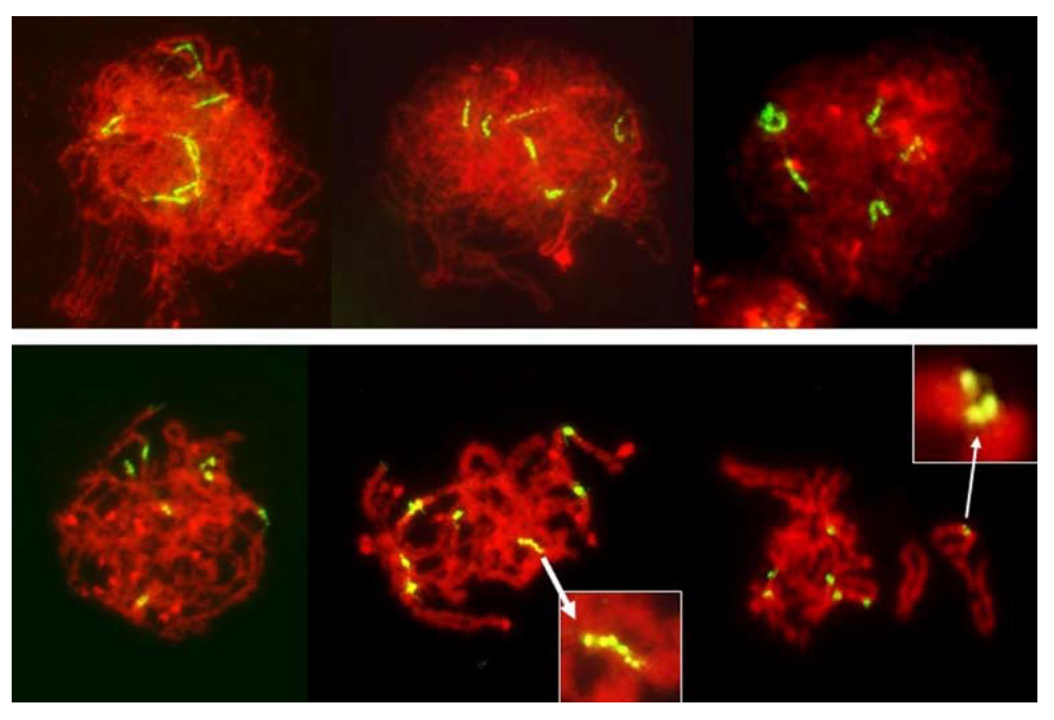 Plants 11 00337 g008