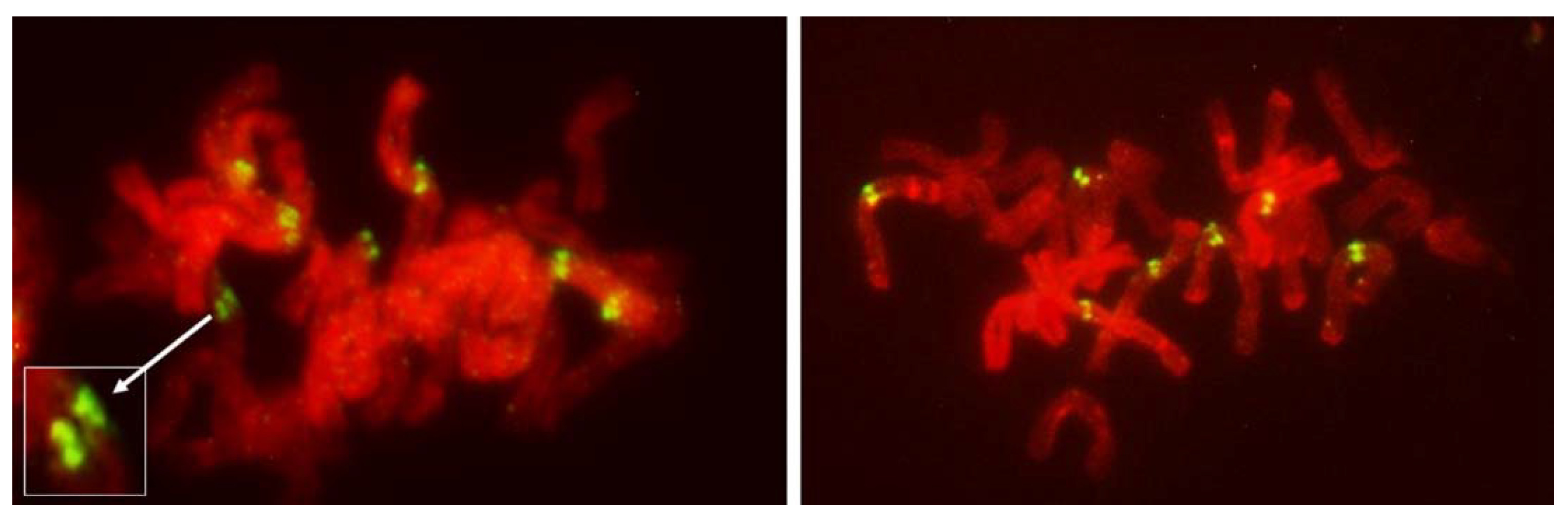 Plants 11 00337 g010