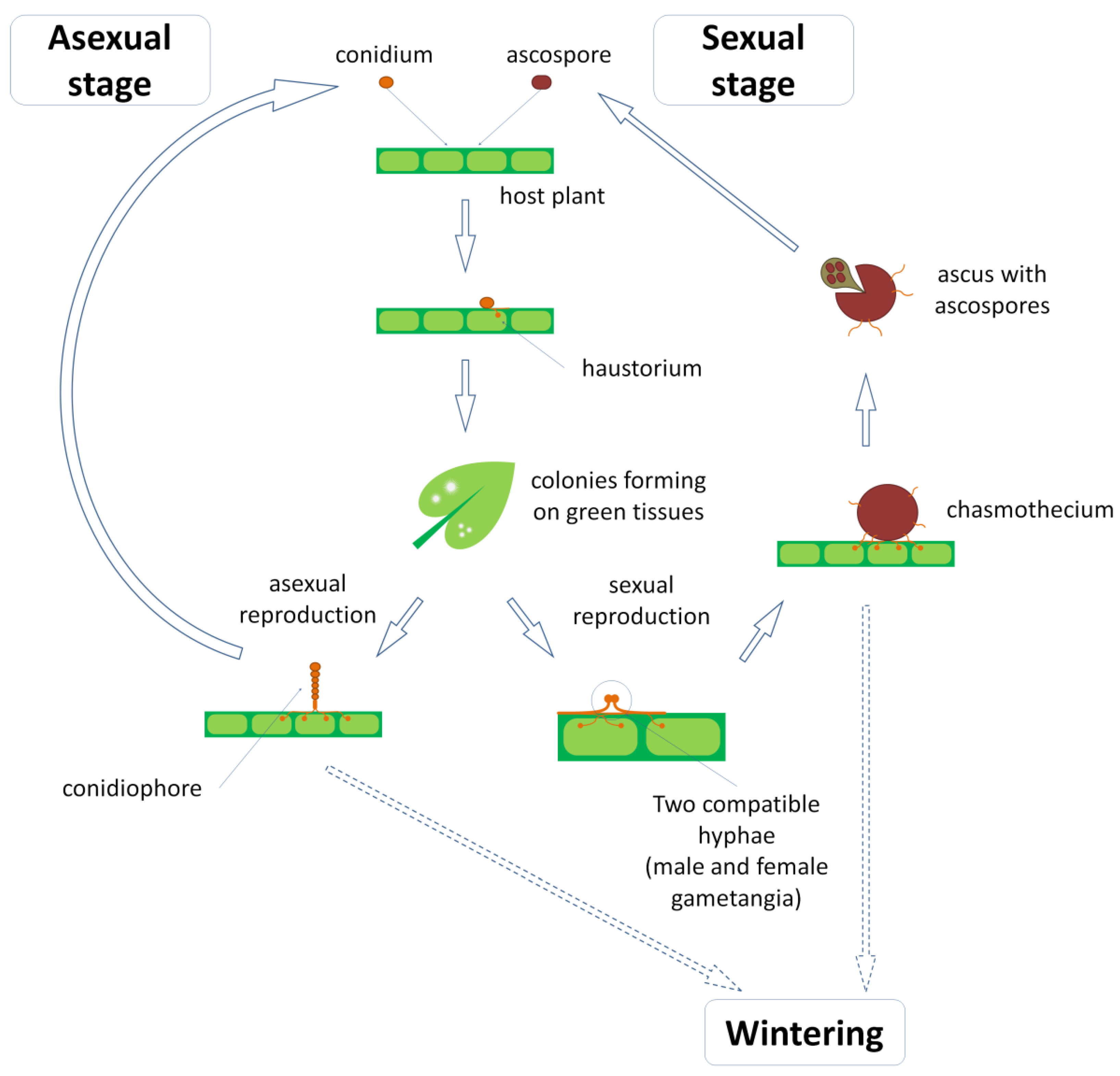 Plants 11 00339 g001