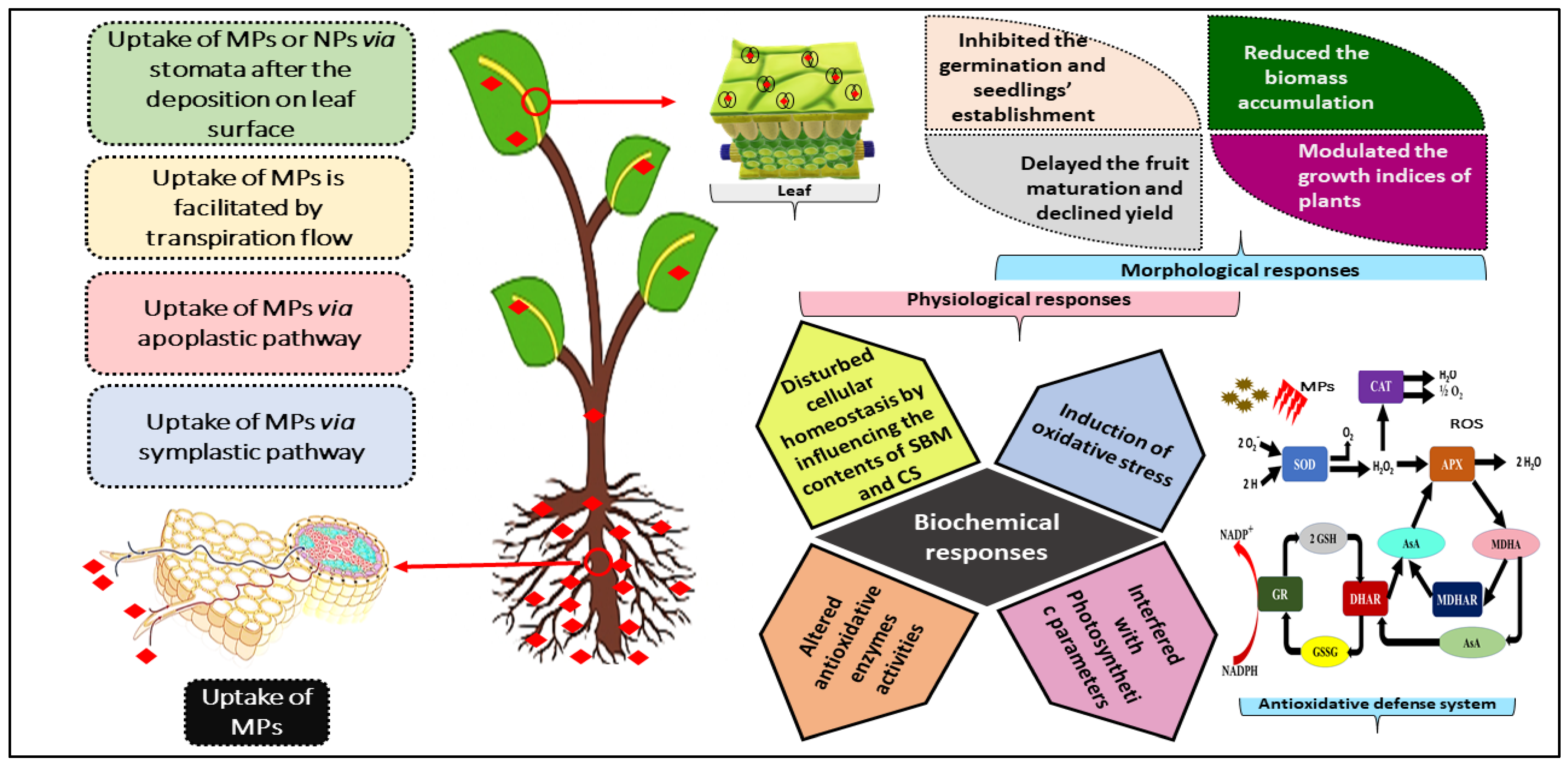 Plants 11 00340 g004